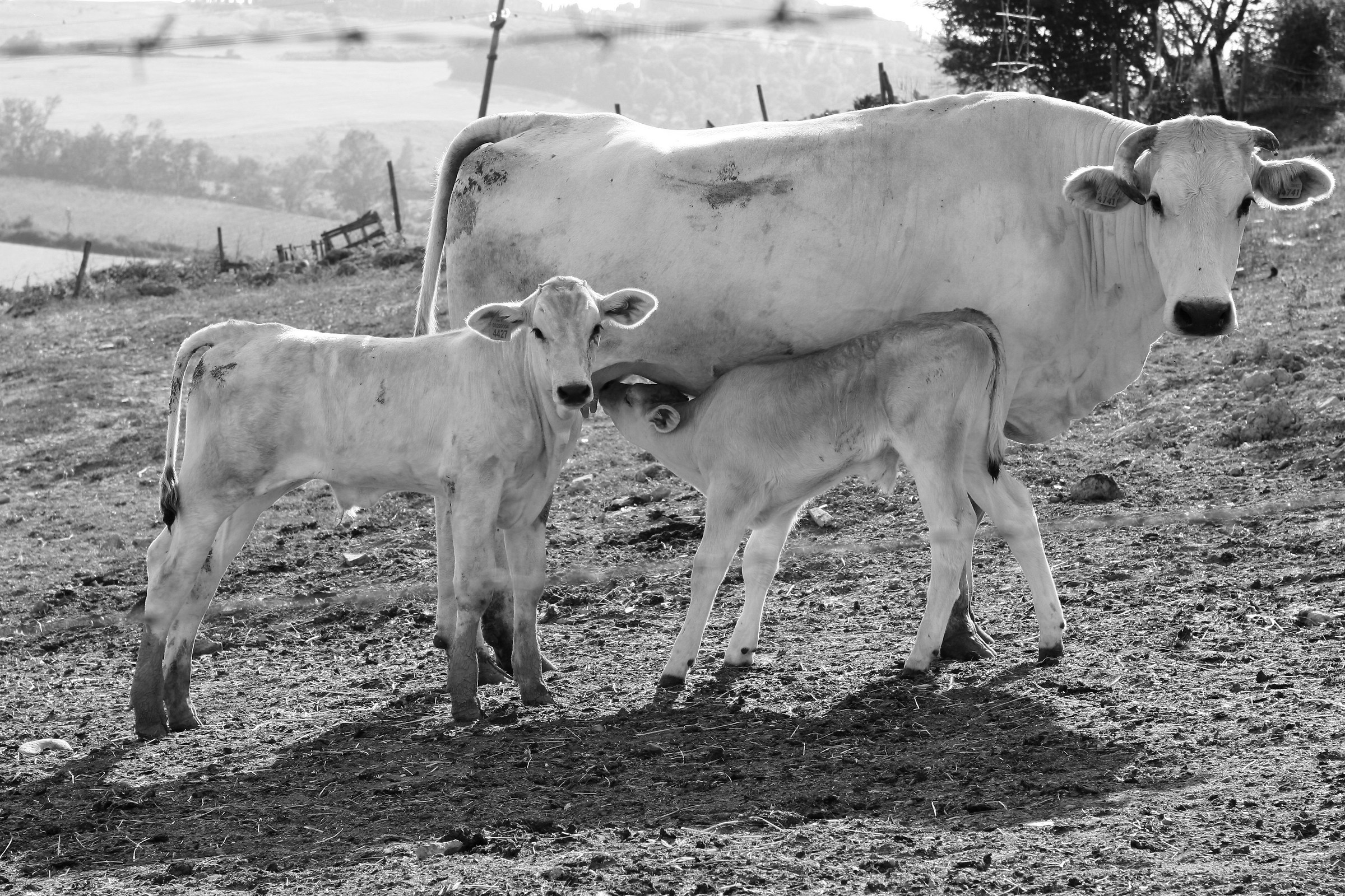 The love of the mother ....