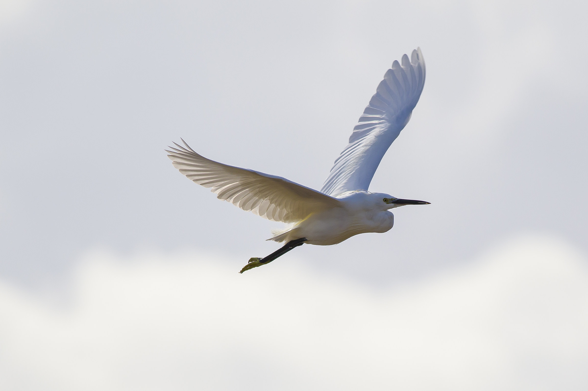 Egret backlit