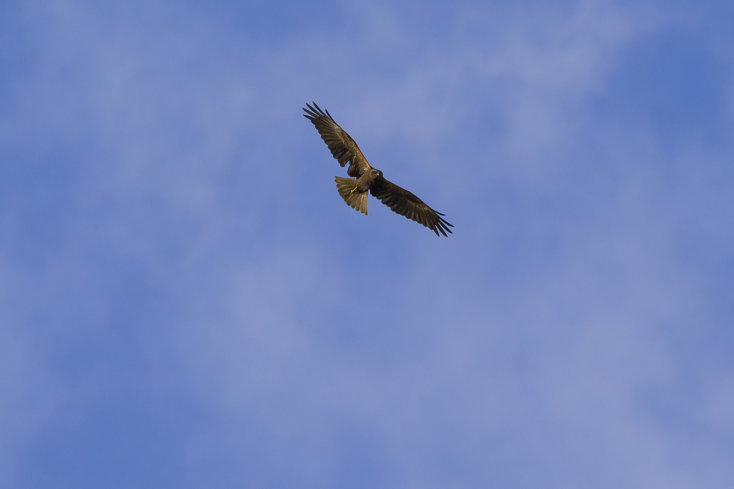 Falco di Palude a caccia