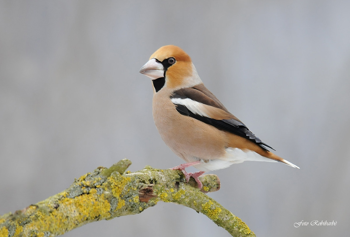 Frosone...un bel maschio...