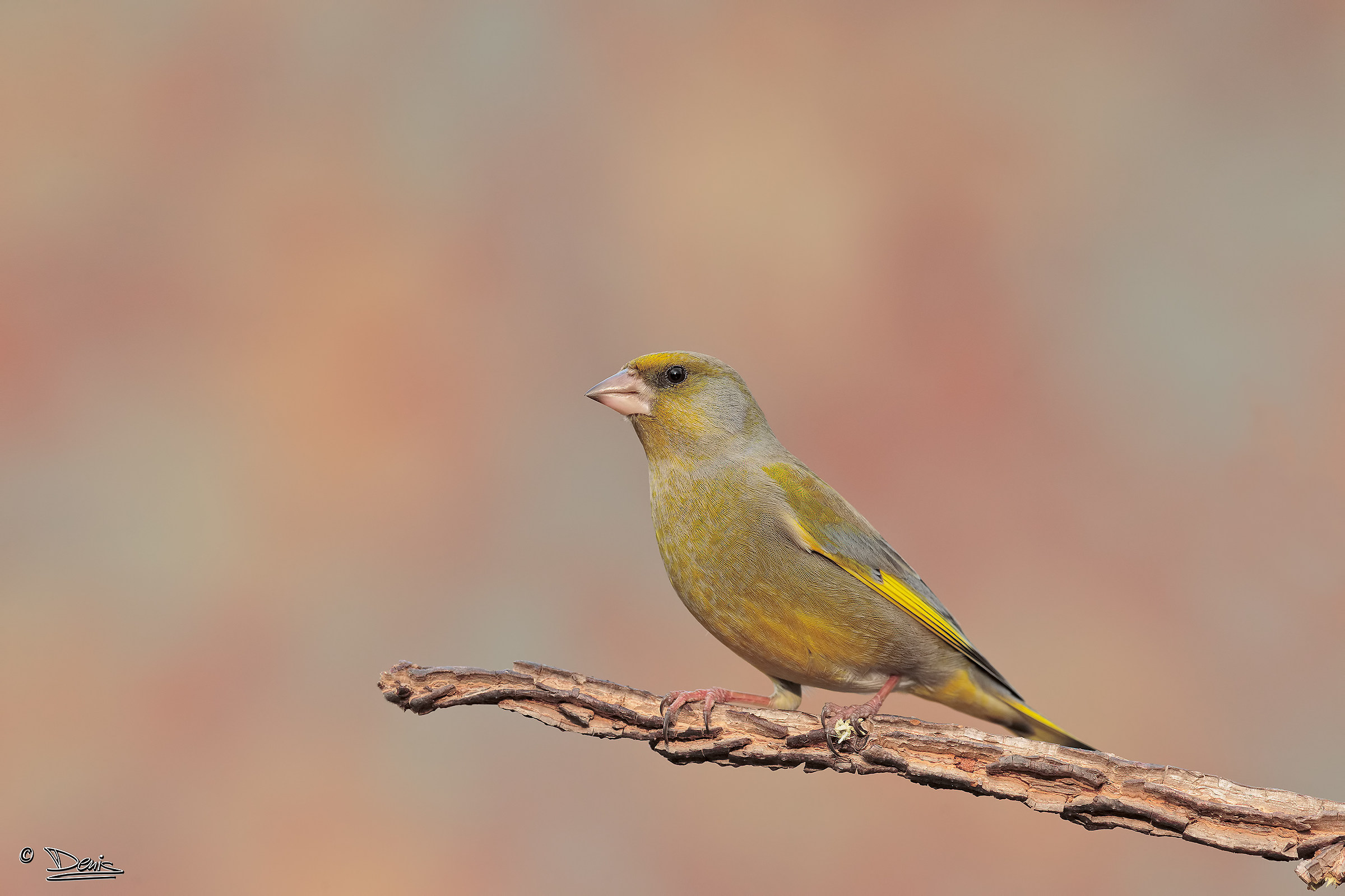 Verdone, proud of himself!