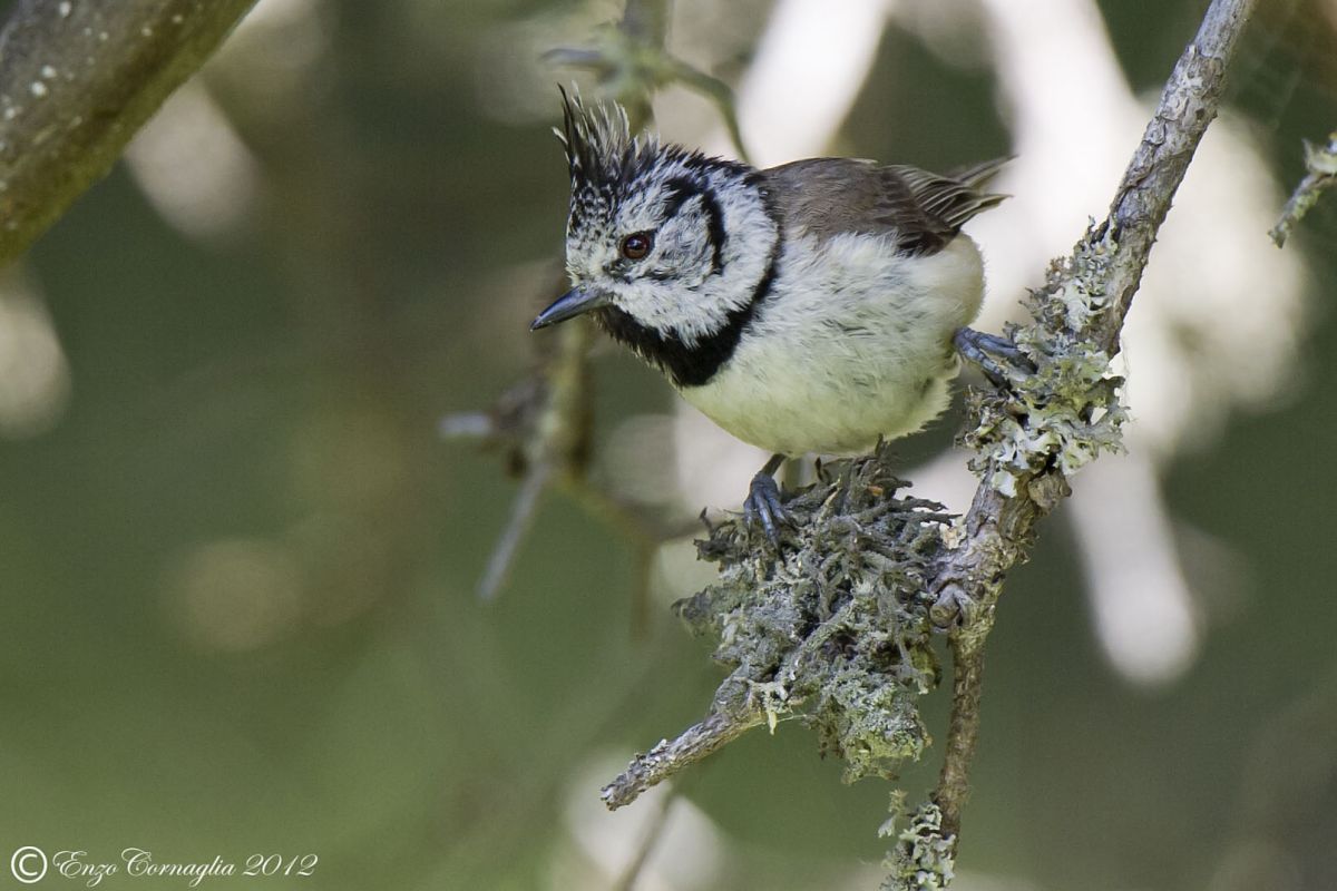Crested Tit