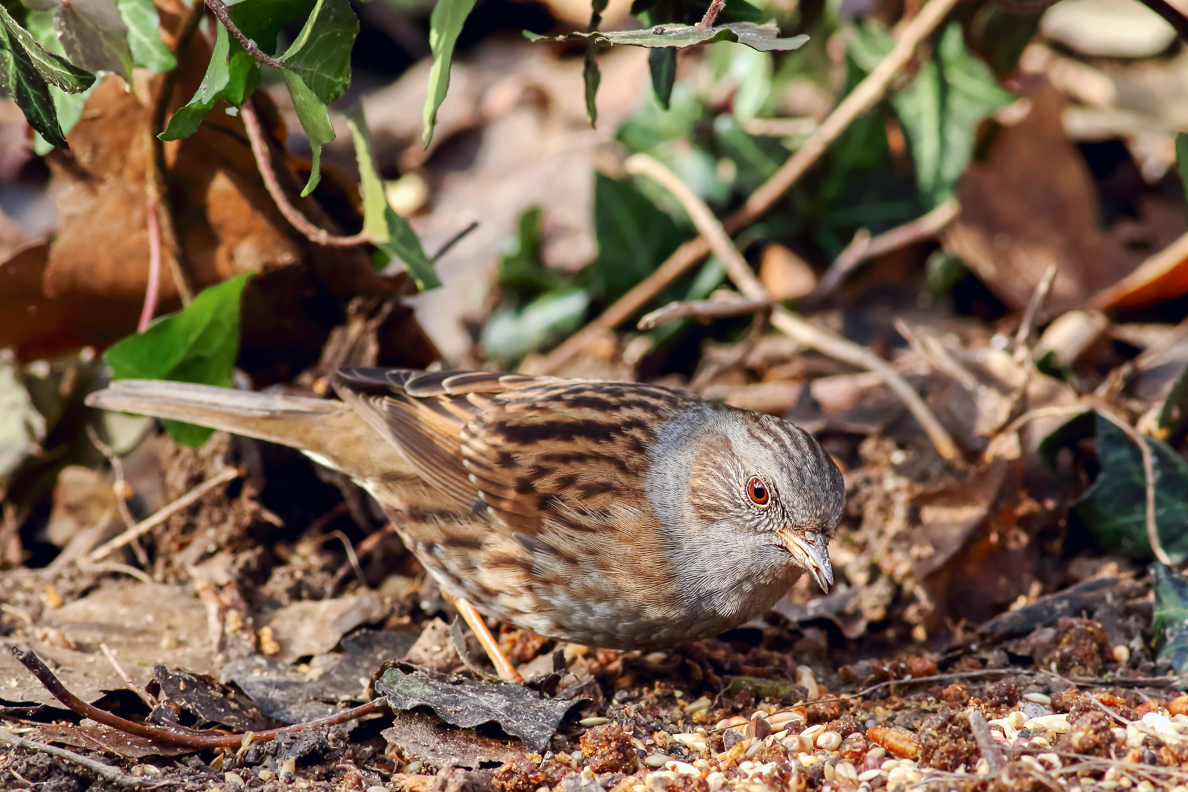 Dunnock