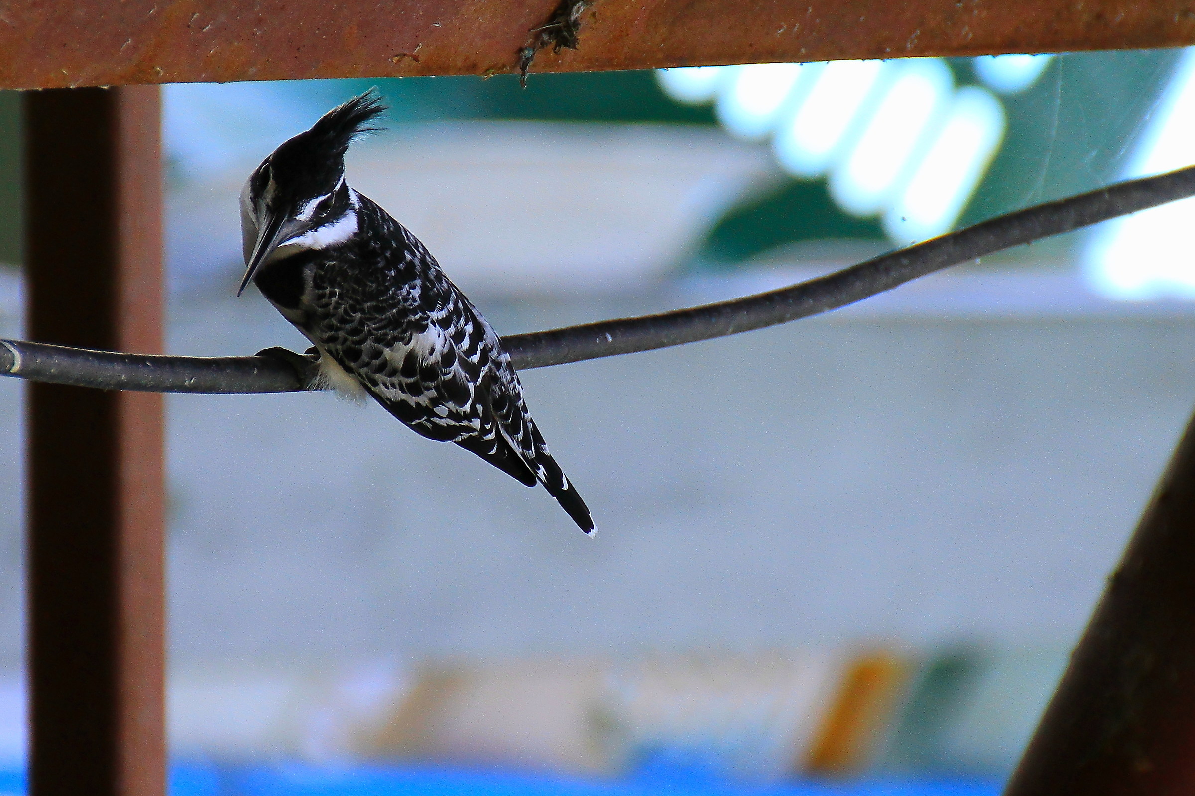 martin pescatore(ceryle rudis)
