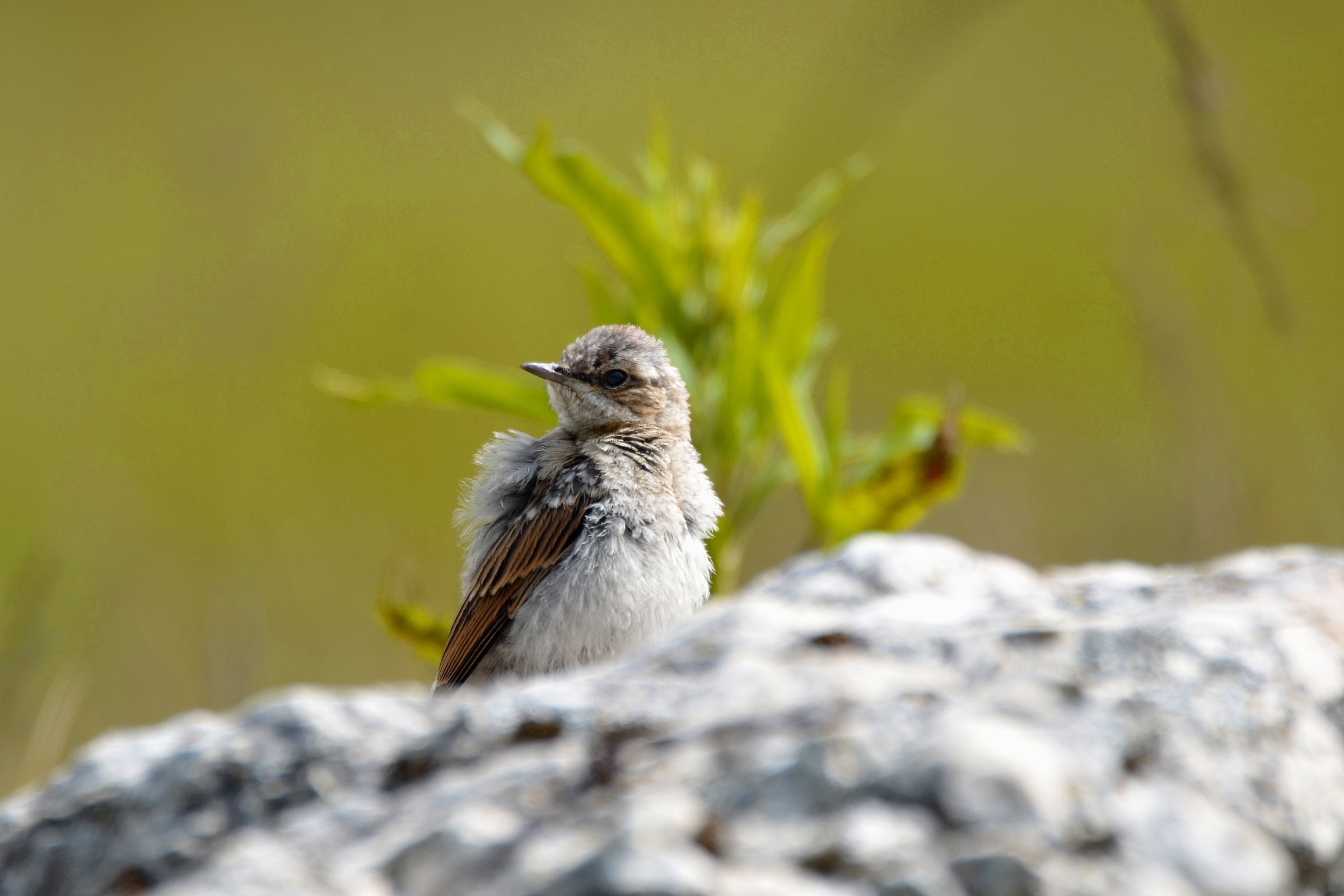 young wheatear