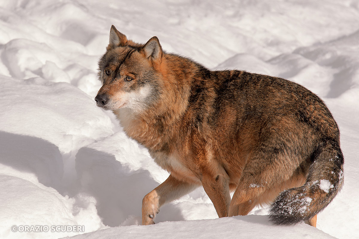 Canis lupus (Bayerischer Wald)