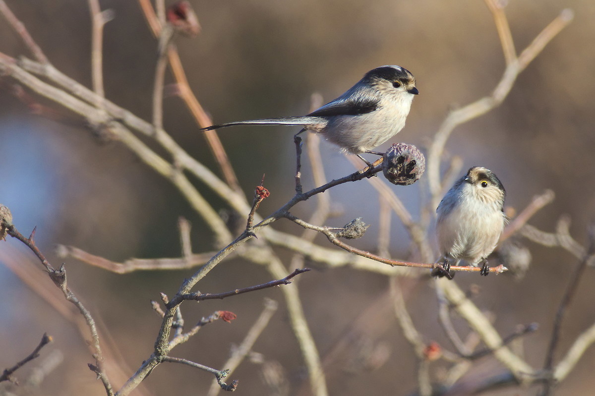 I folletti del bosco