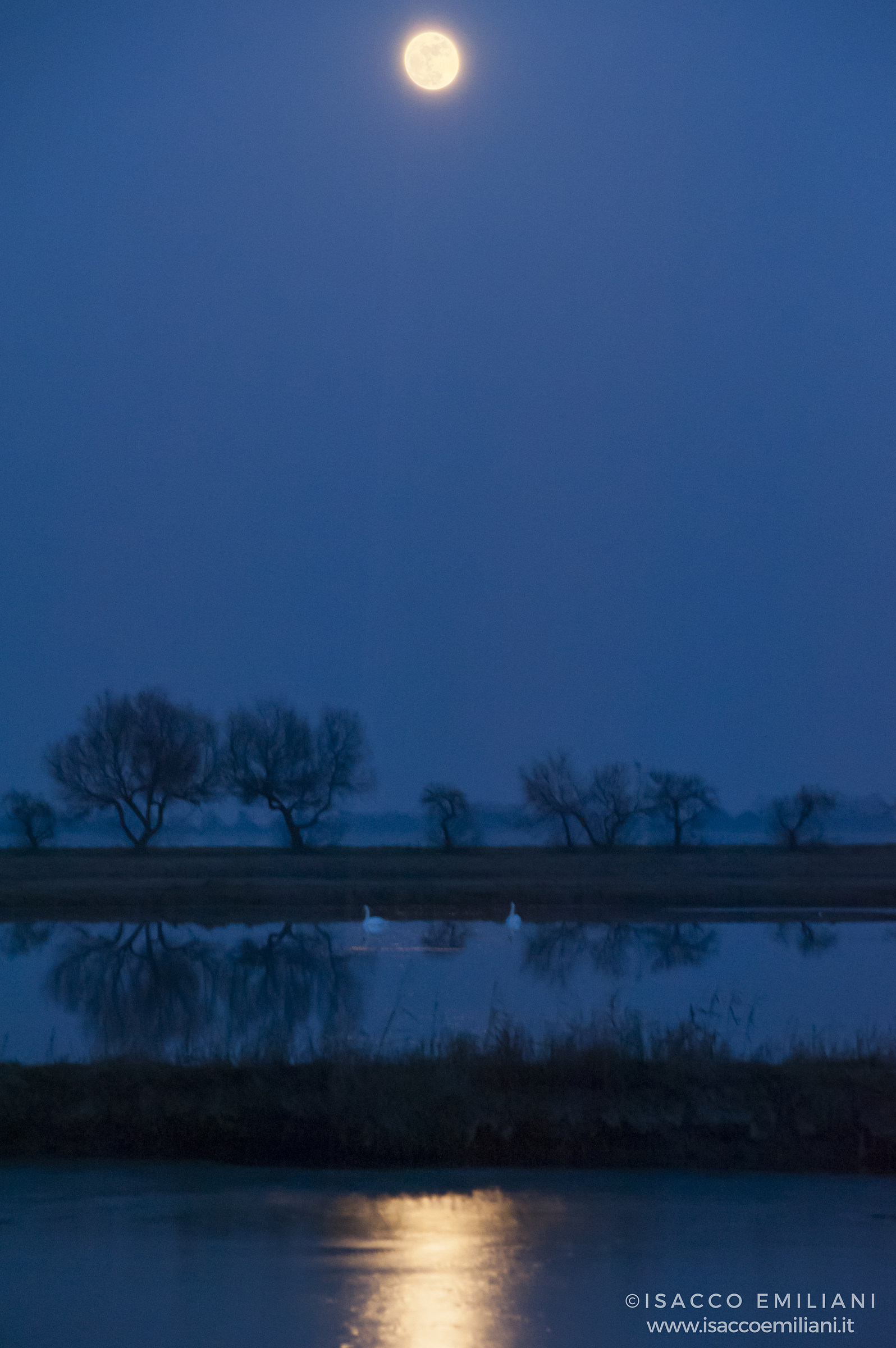 Cigni in valle sotto una luna piena