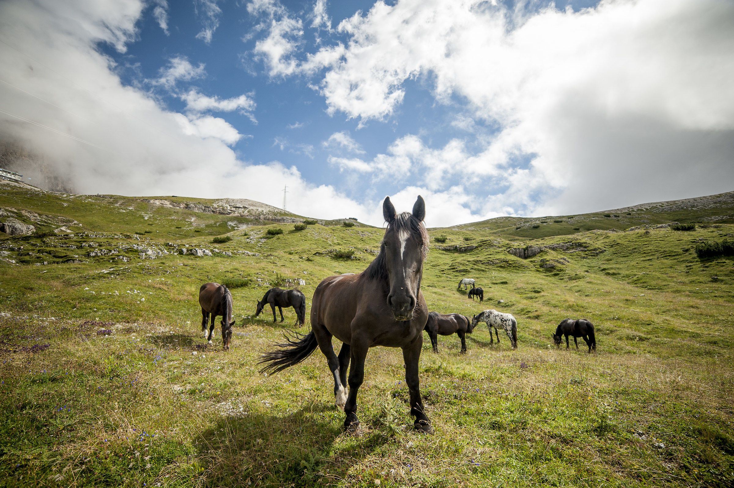 Cavallo sulle Dolomiti