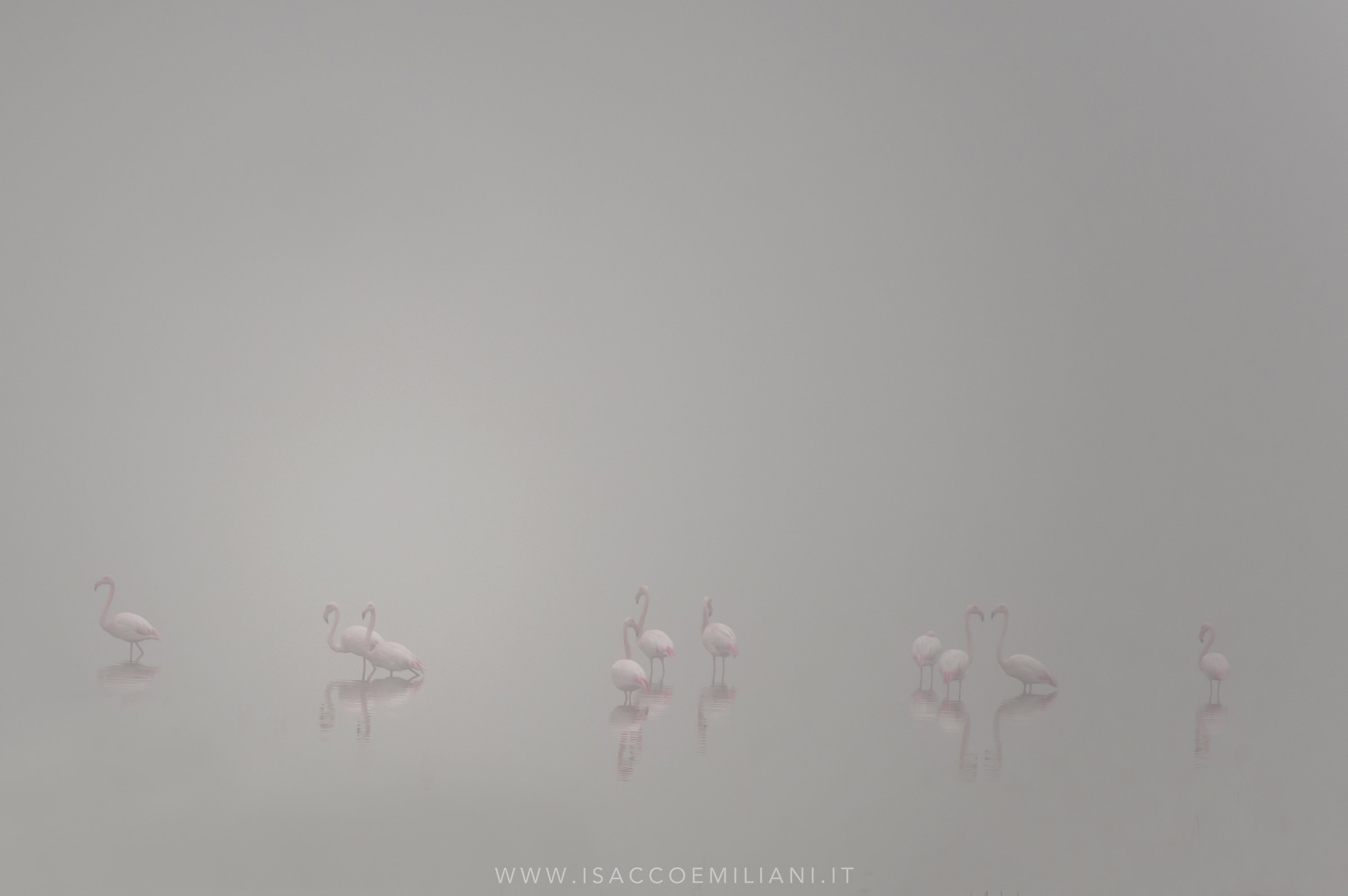 Fenicotteri Rosa Avvolti nella Nebbia