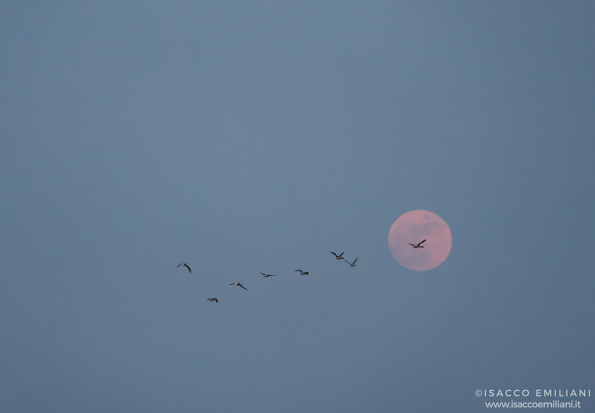 Uccelli al Chiaror di Luna