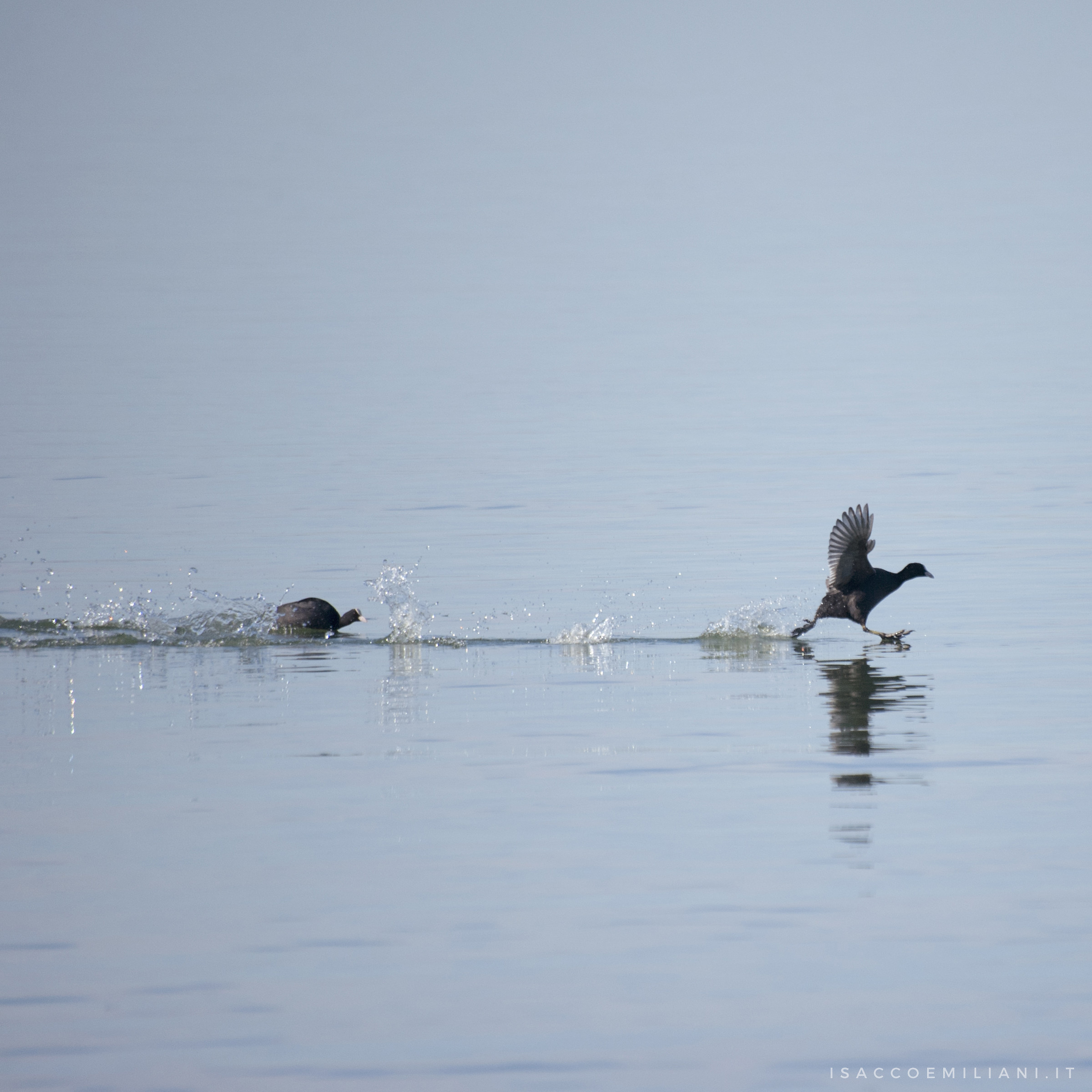 Anatre sul Trasimeno