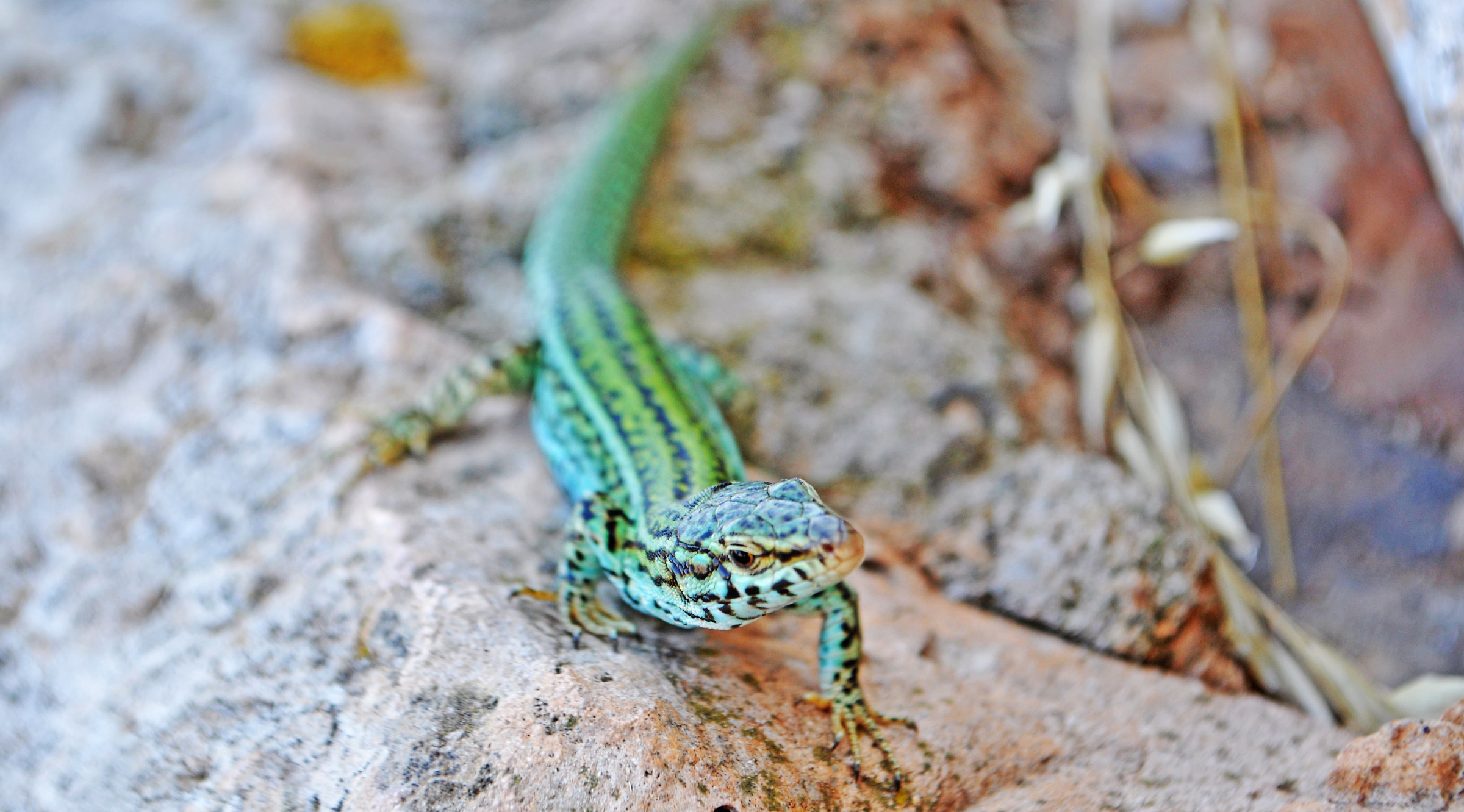 Ramarro a Formentera
