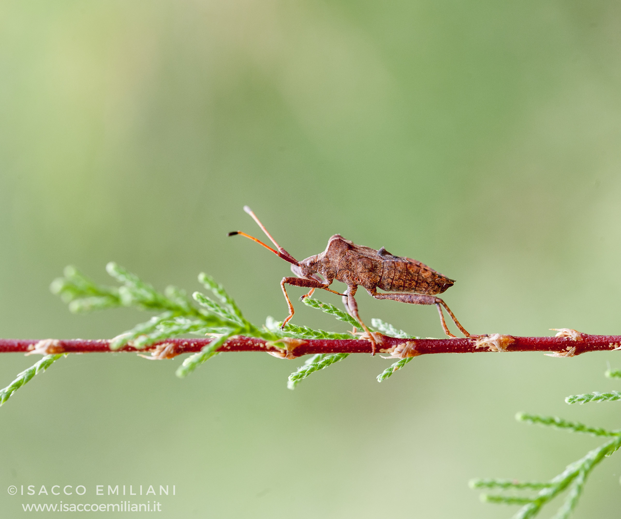 Insetto Foglia
