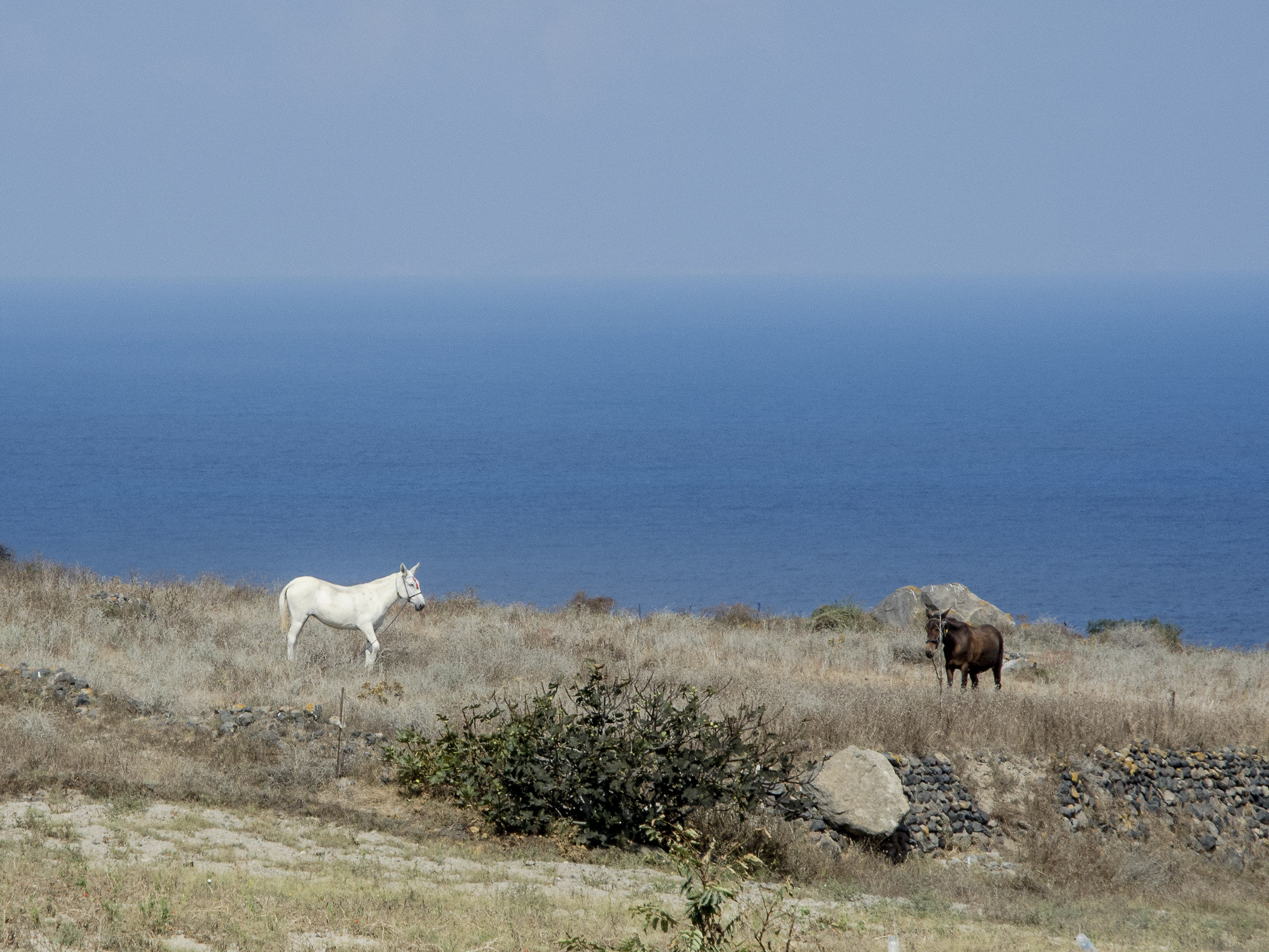 Cavalli in libertà a Santorini