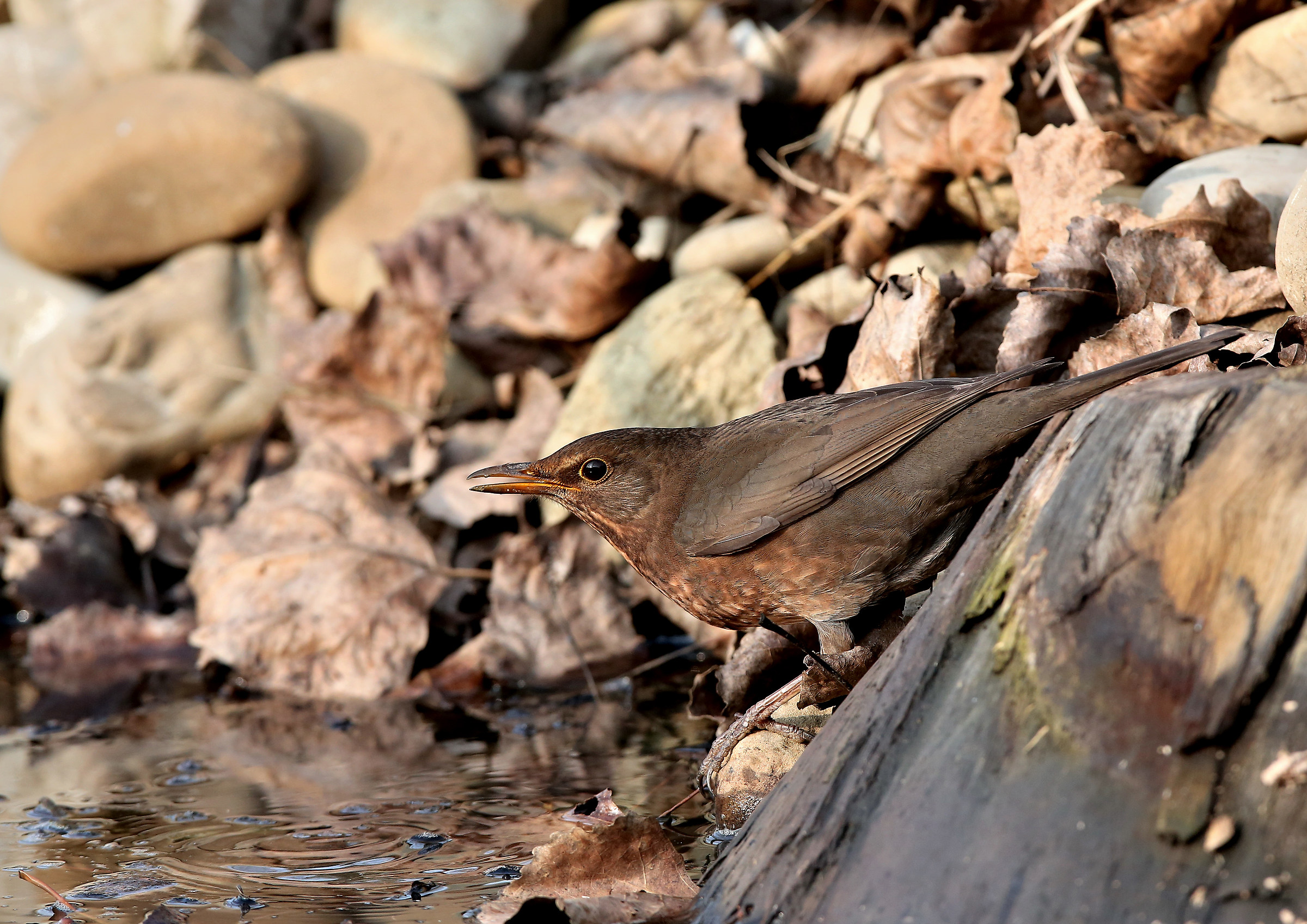 The days of the blackbird