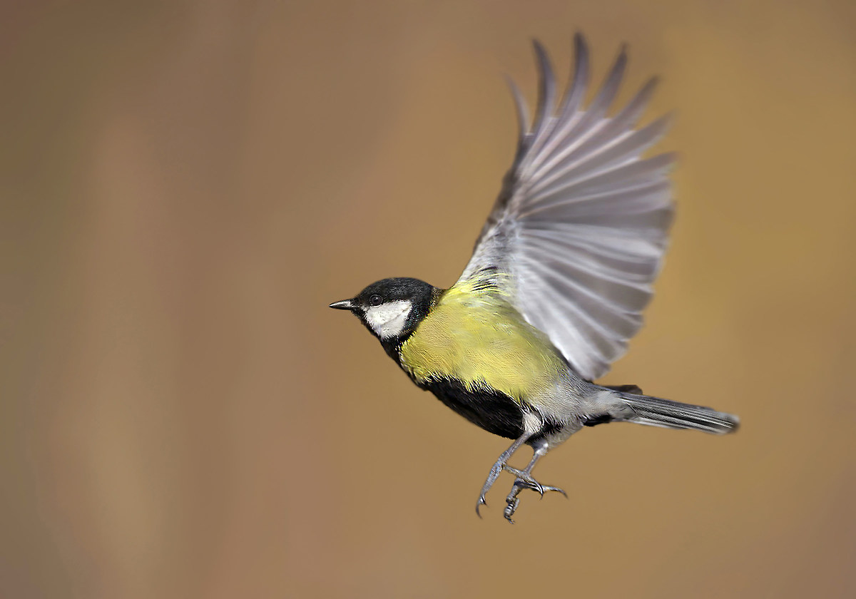 titmouse flying