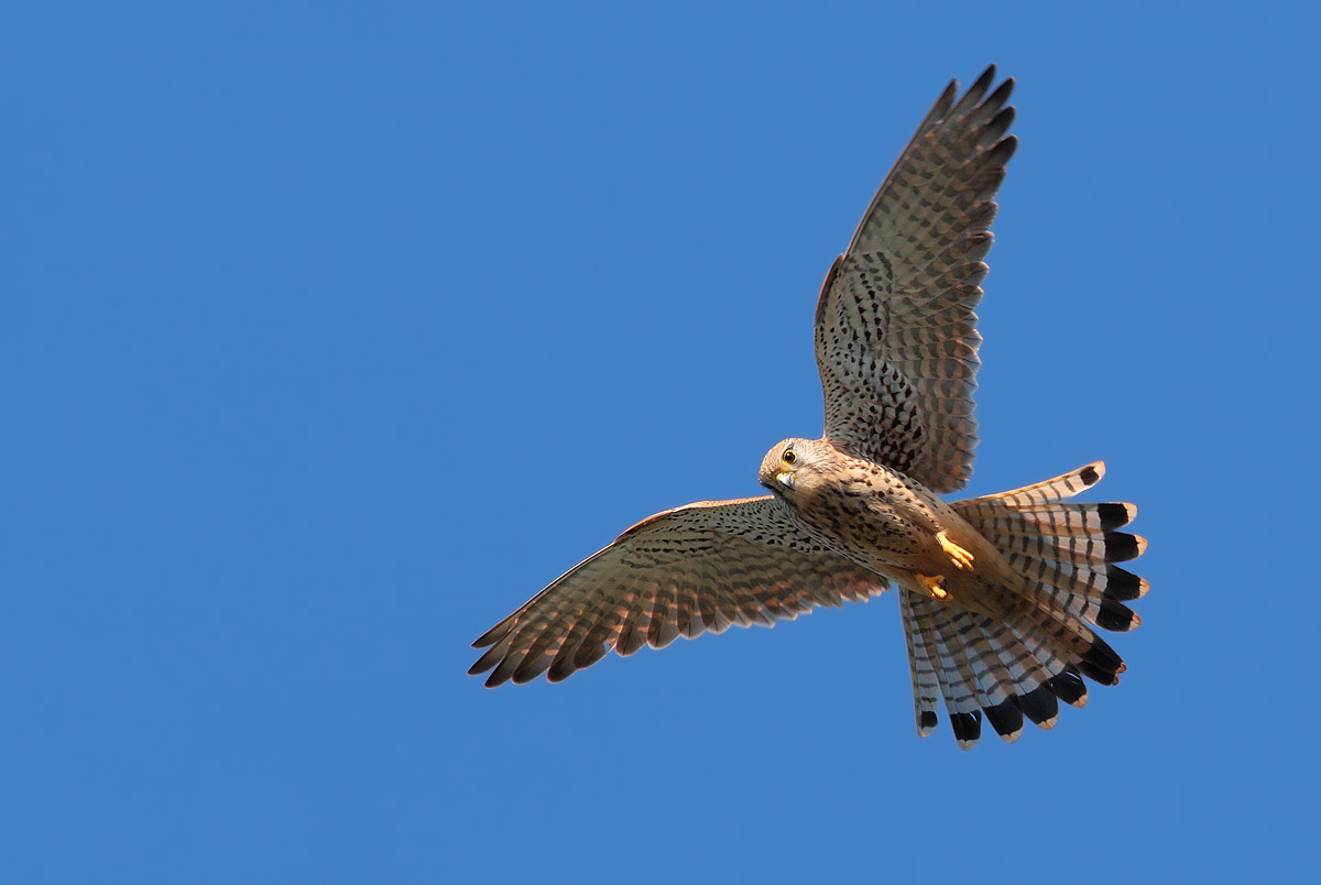 kestrel