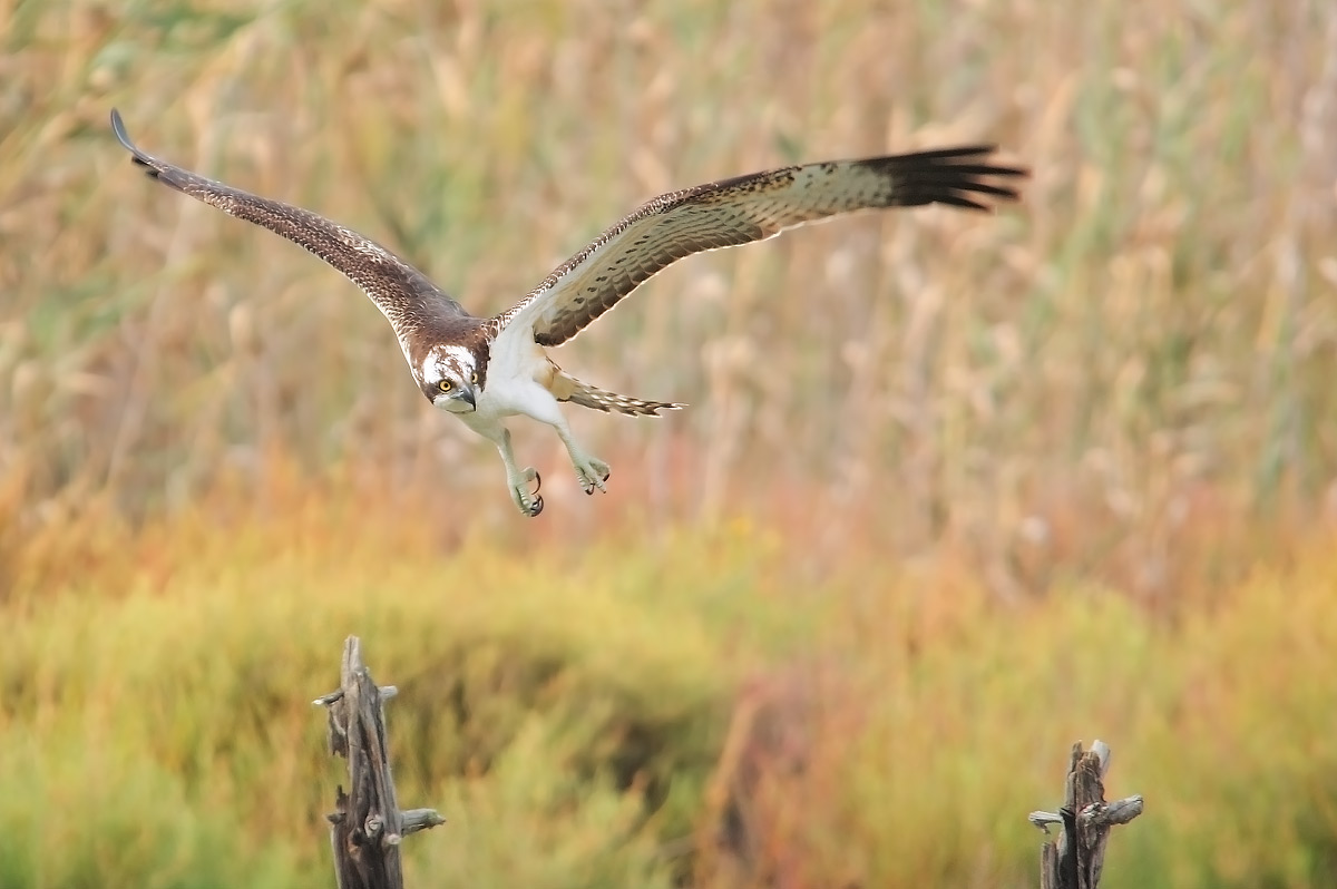 osprey