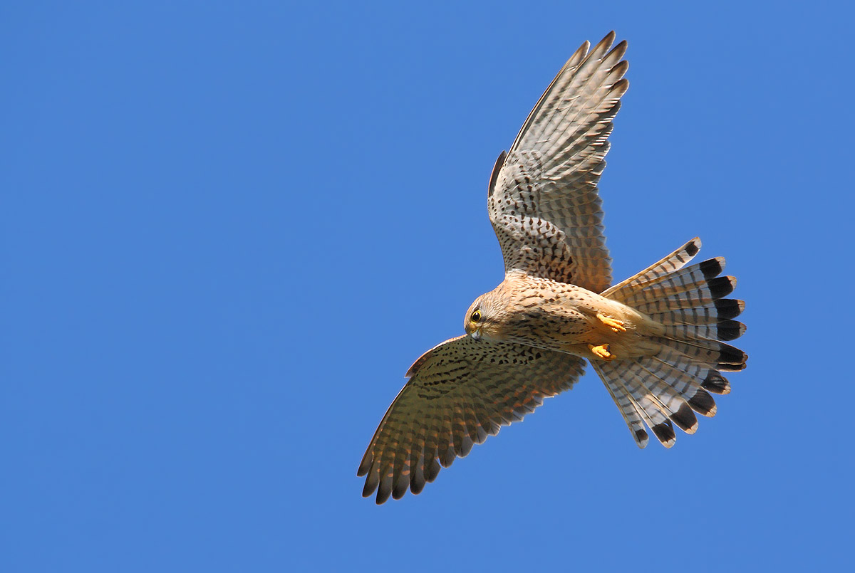 kestrel