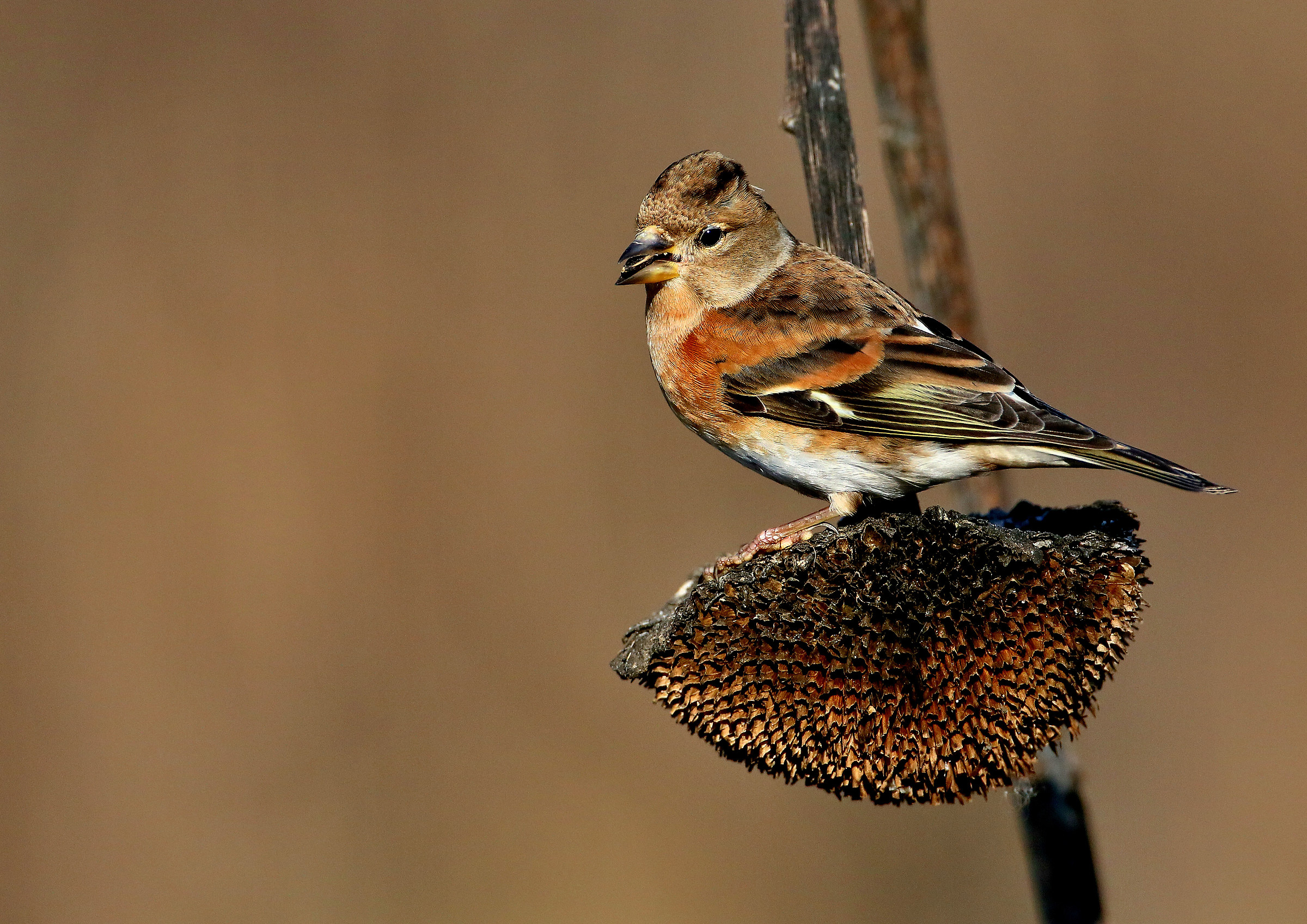 Brambling female