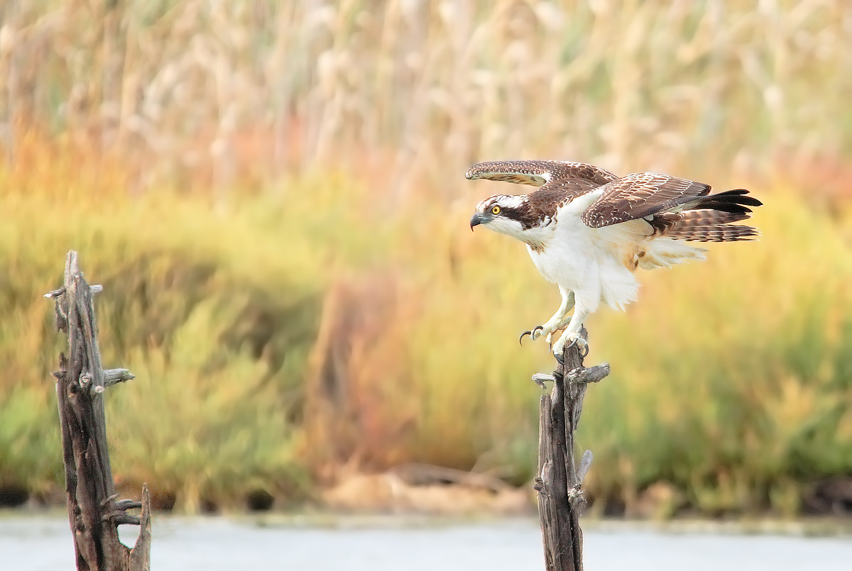 osprey