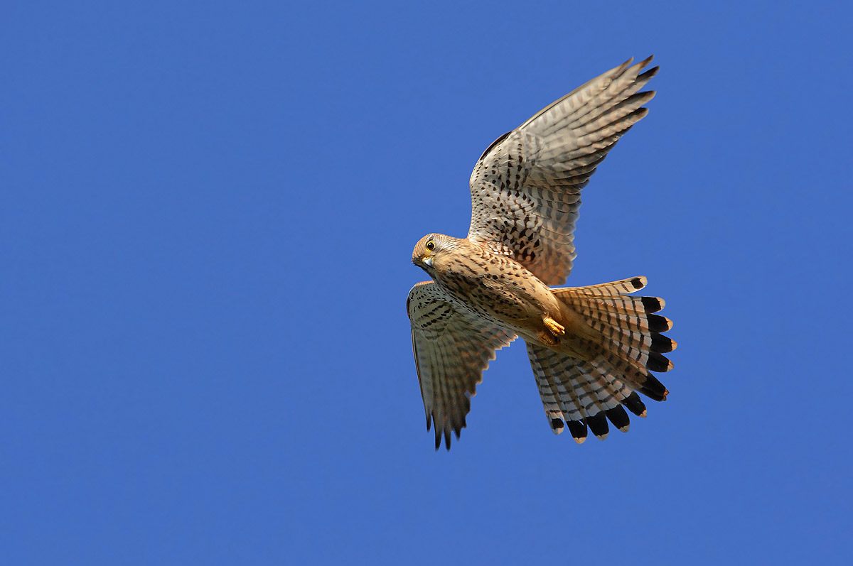 kestrel