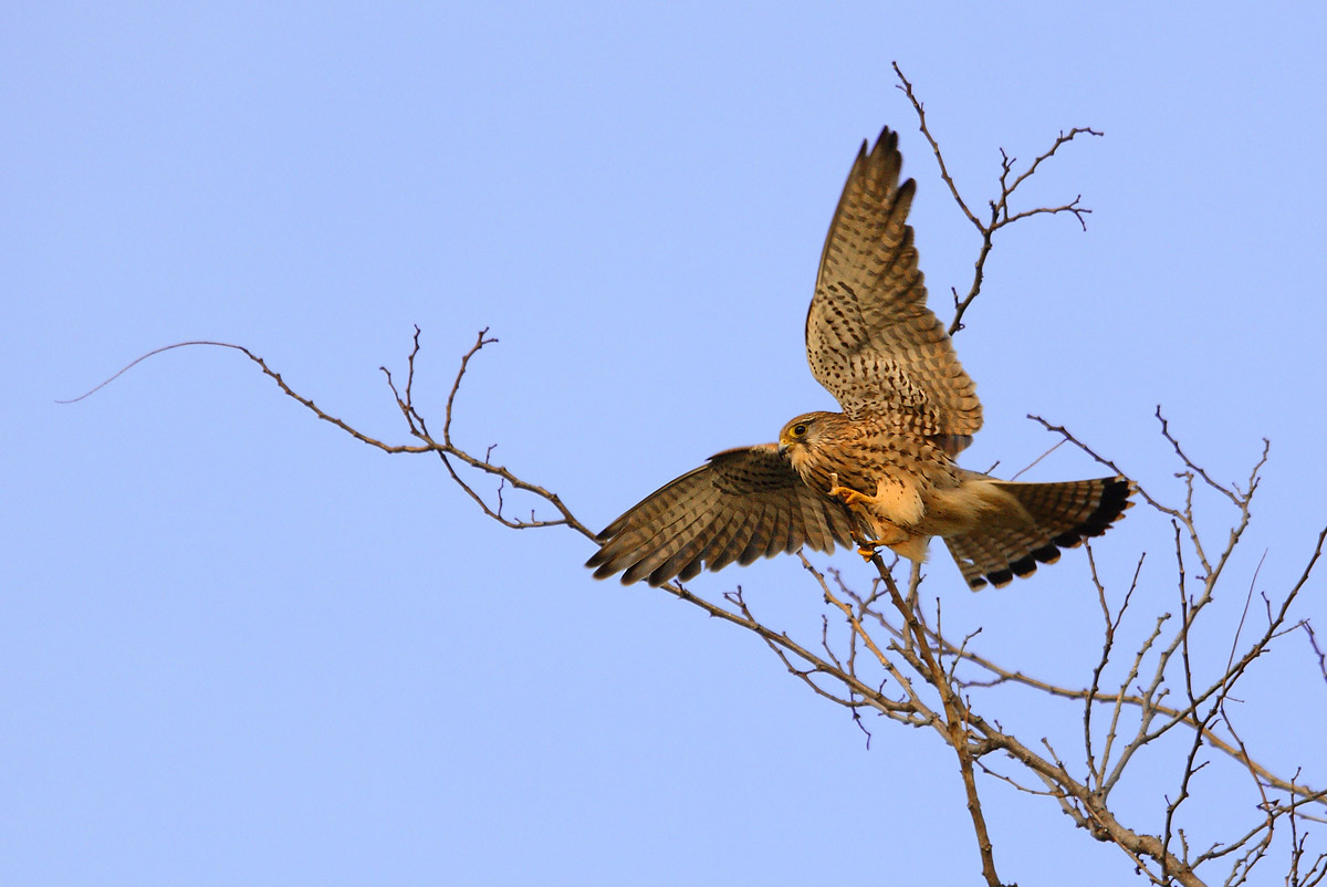 kestrel