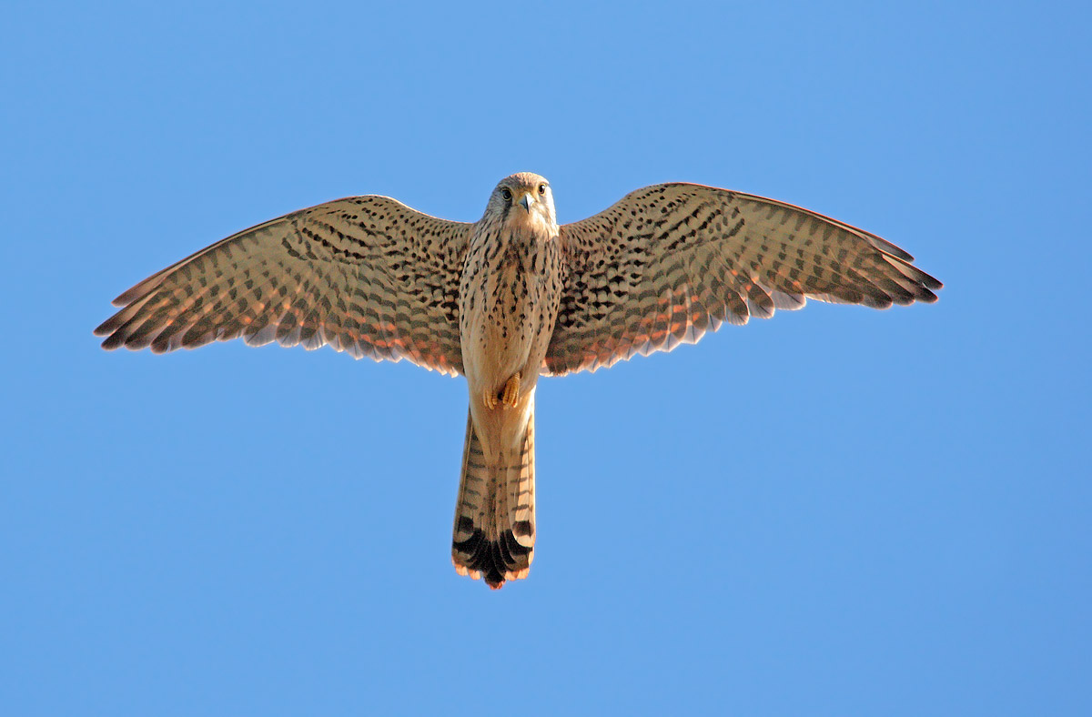 kestrel