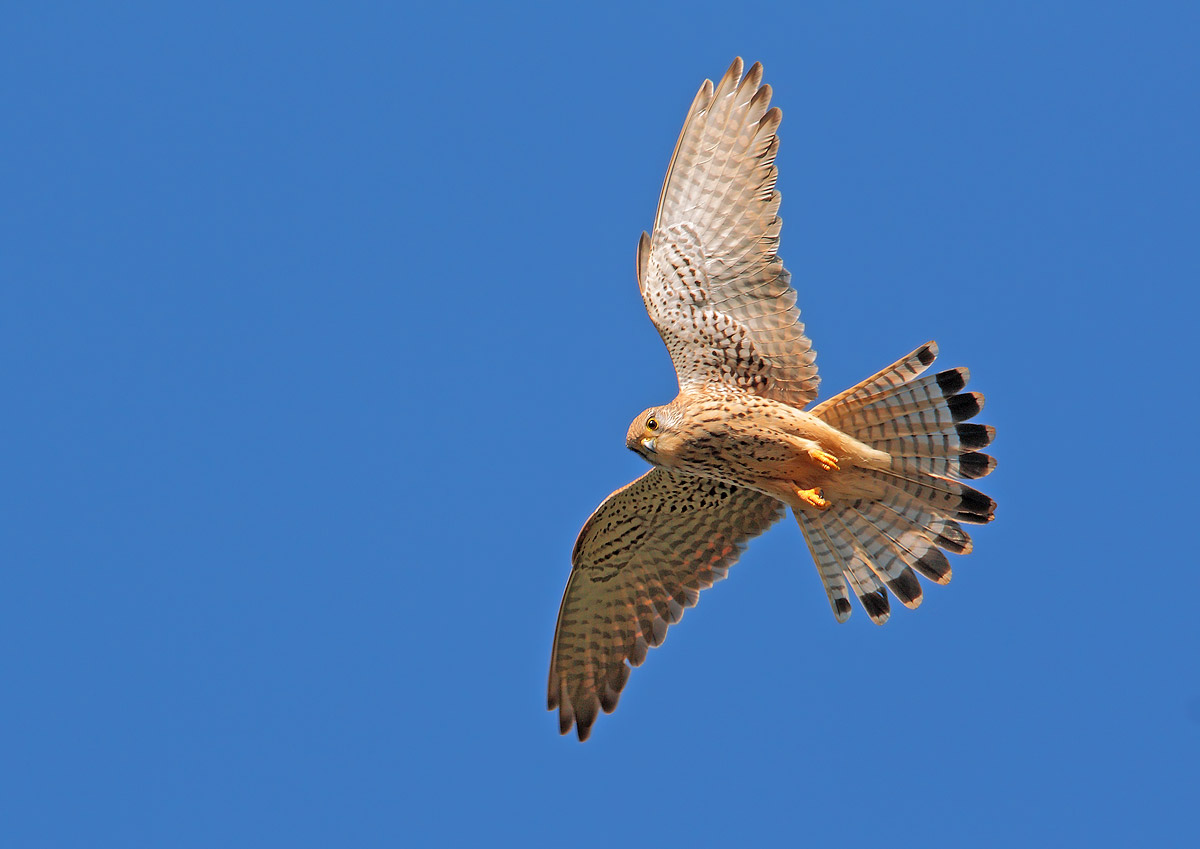 kestrel