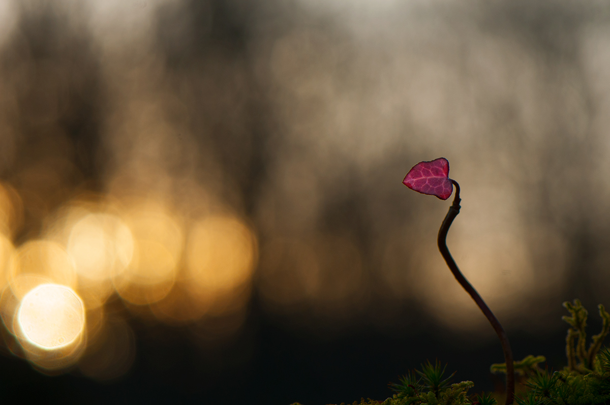 Tra luce e colori arriva la nuova vita.