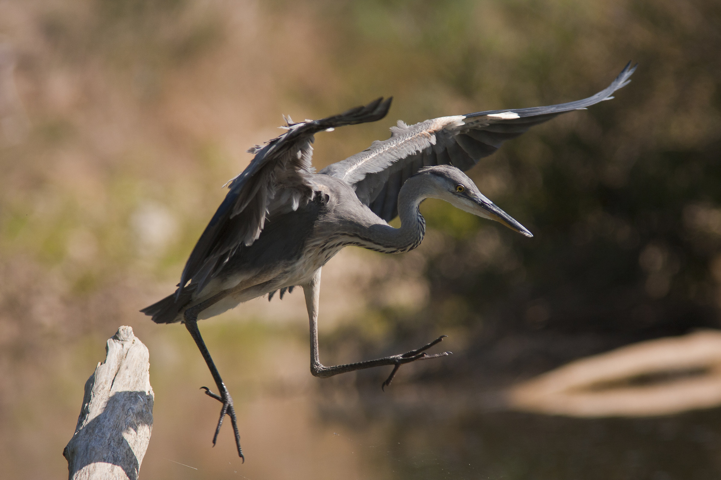 Grey Heron at the jump ...
