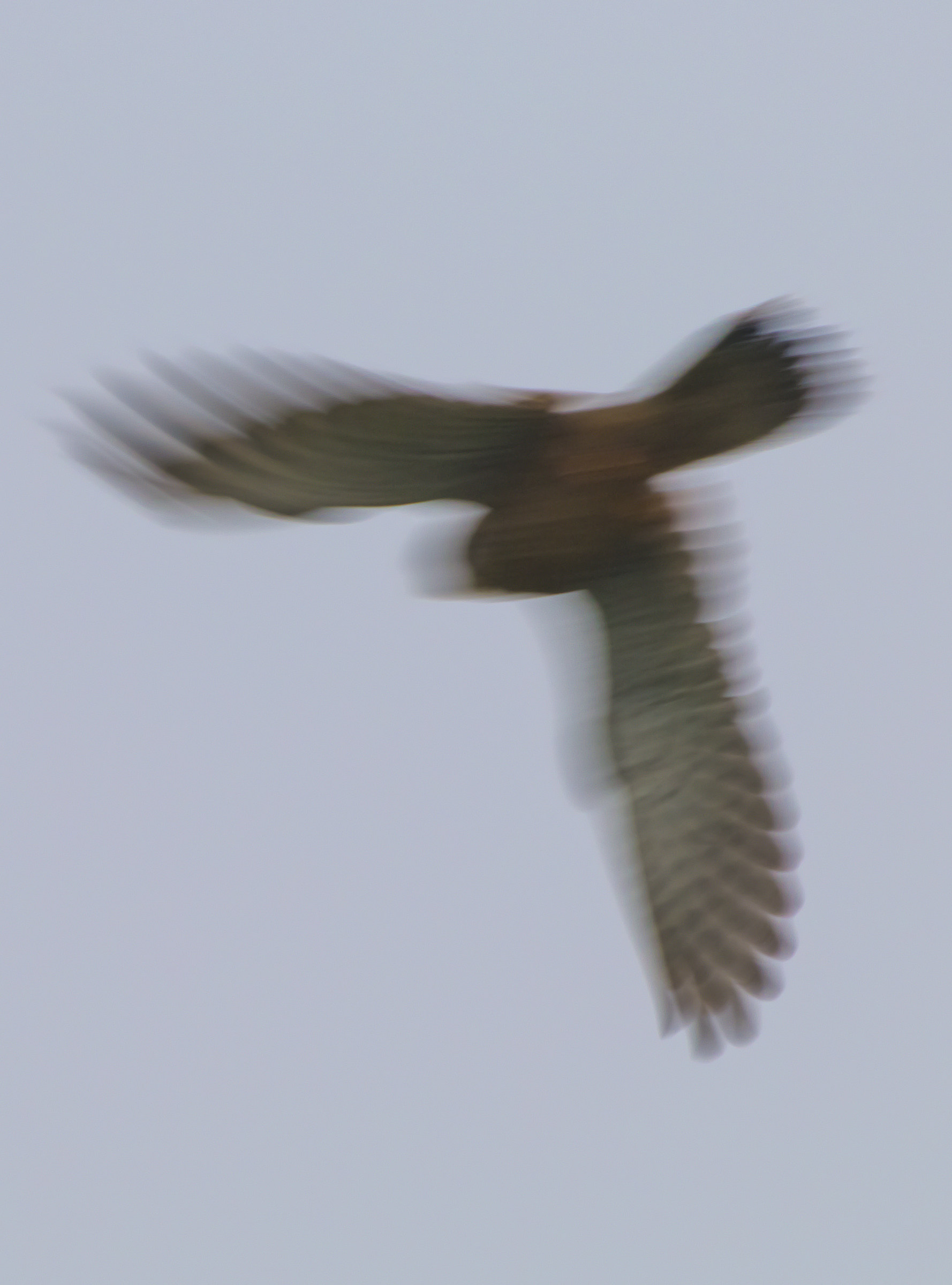 Gheppio sonic attack