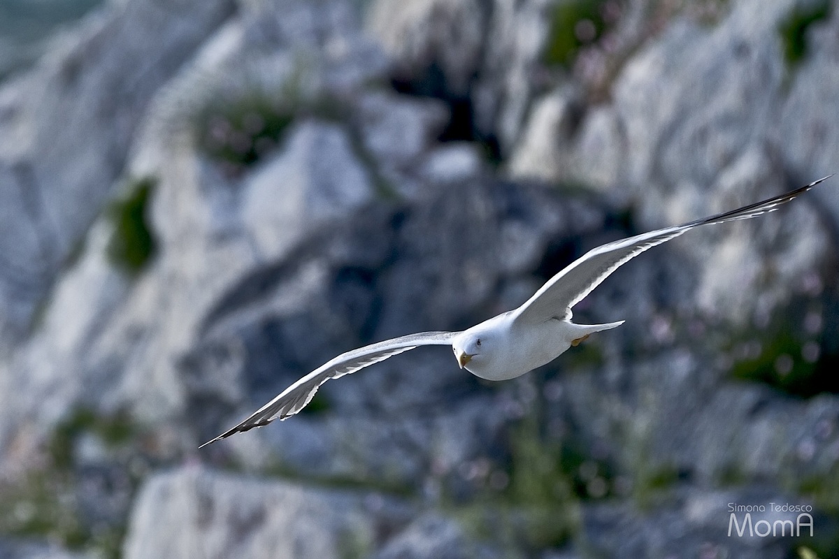 Gull