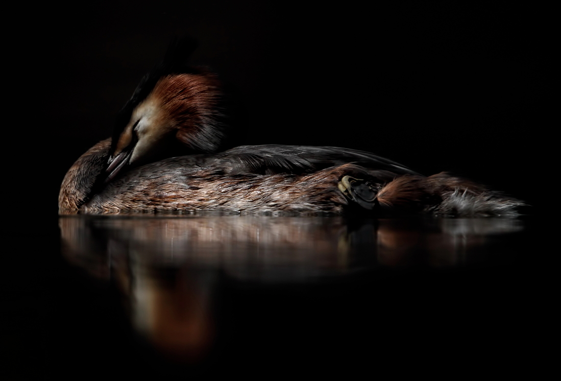 Great crested grebe
