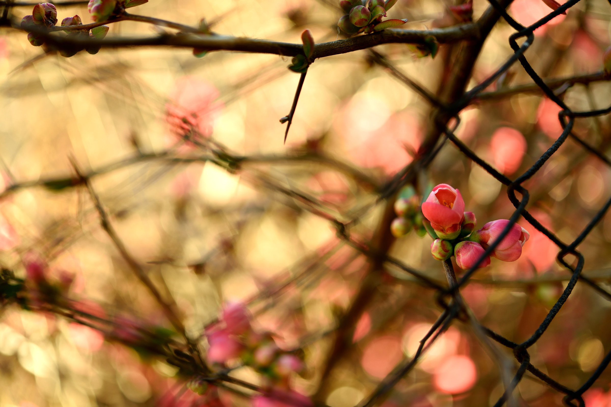 Prigione, filo spinato, corruzione mentale...