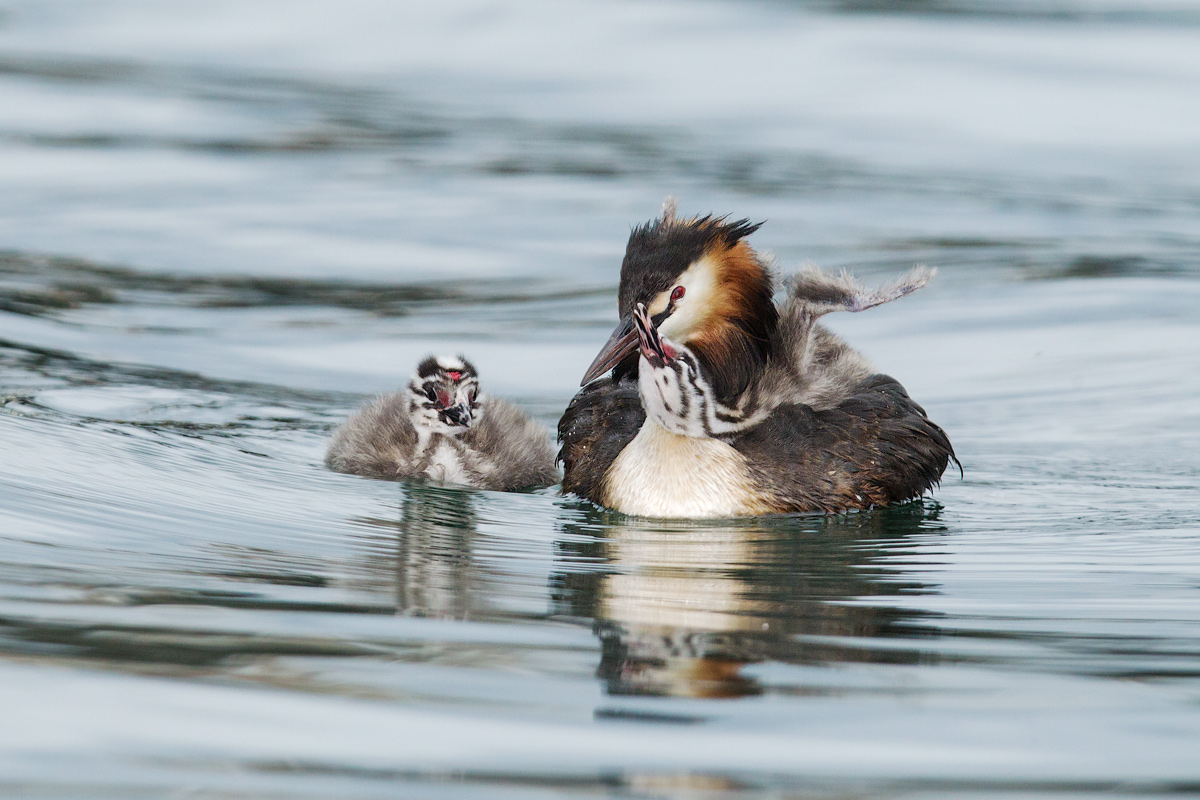 Ha ha ha .... that laughter