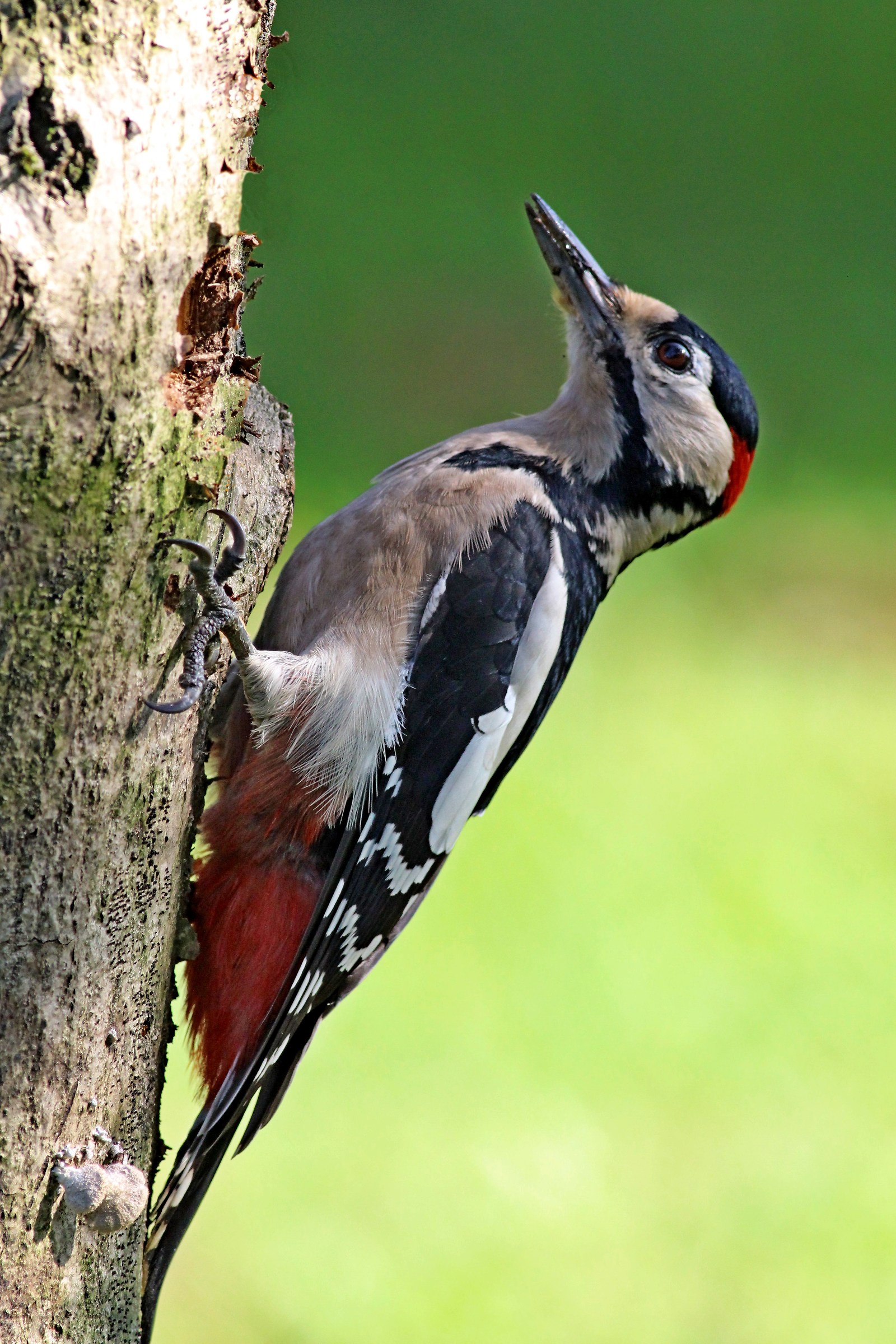 Picchio rosso maggiore