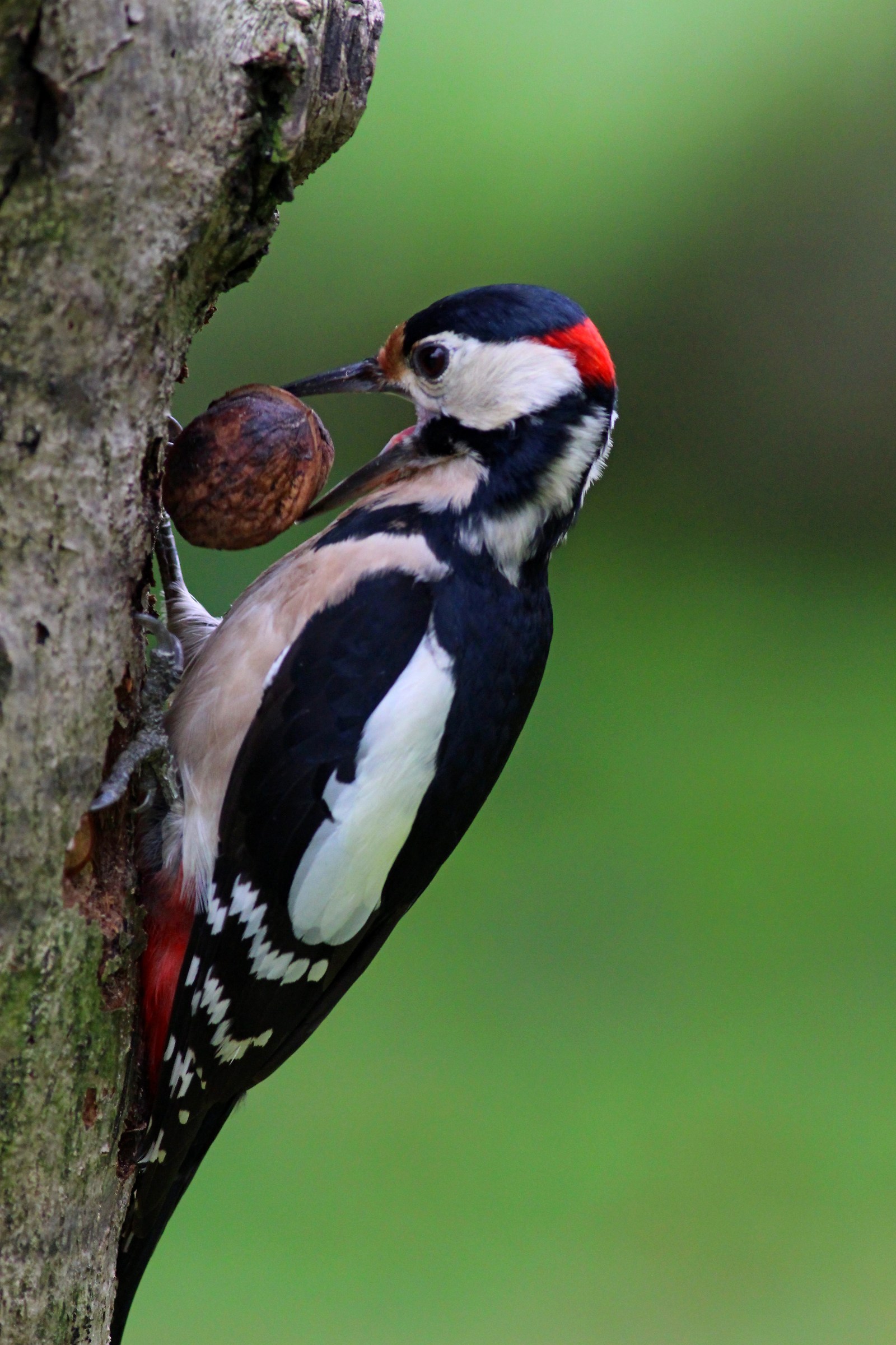 Picchio rosso maggiore