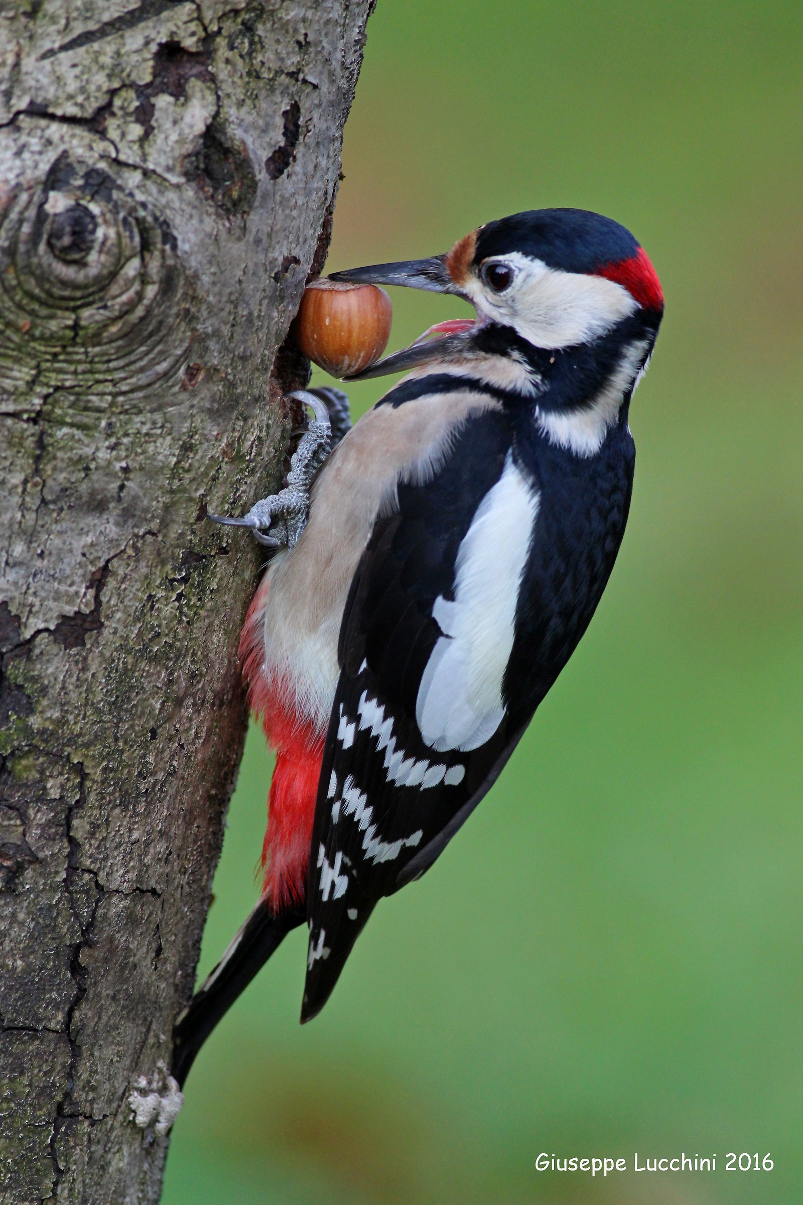 Picchio rosso maggiore
