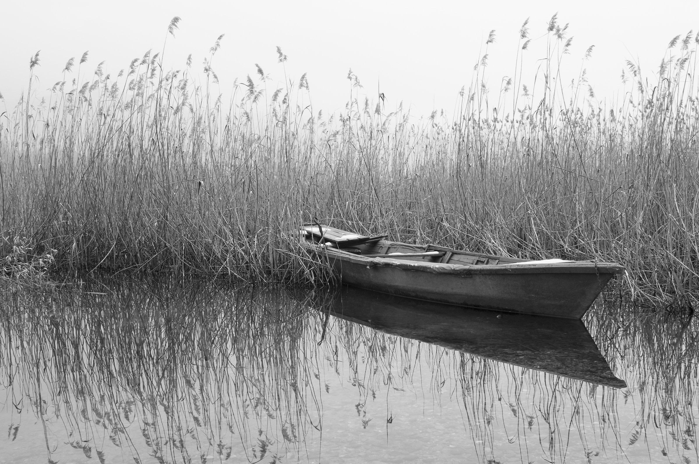 Aspettando primavera B/N