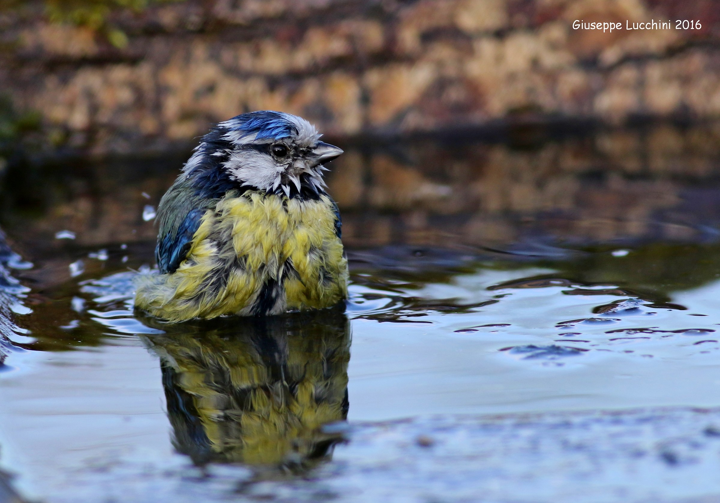 Cinciarella al bagno molto coraggiosa con questo freddo