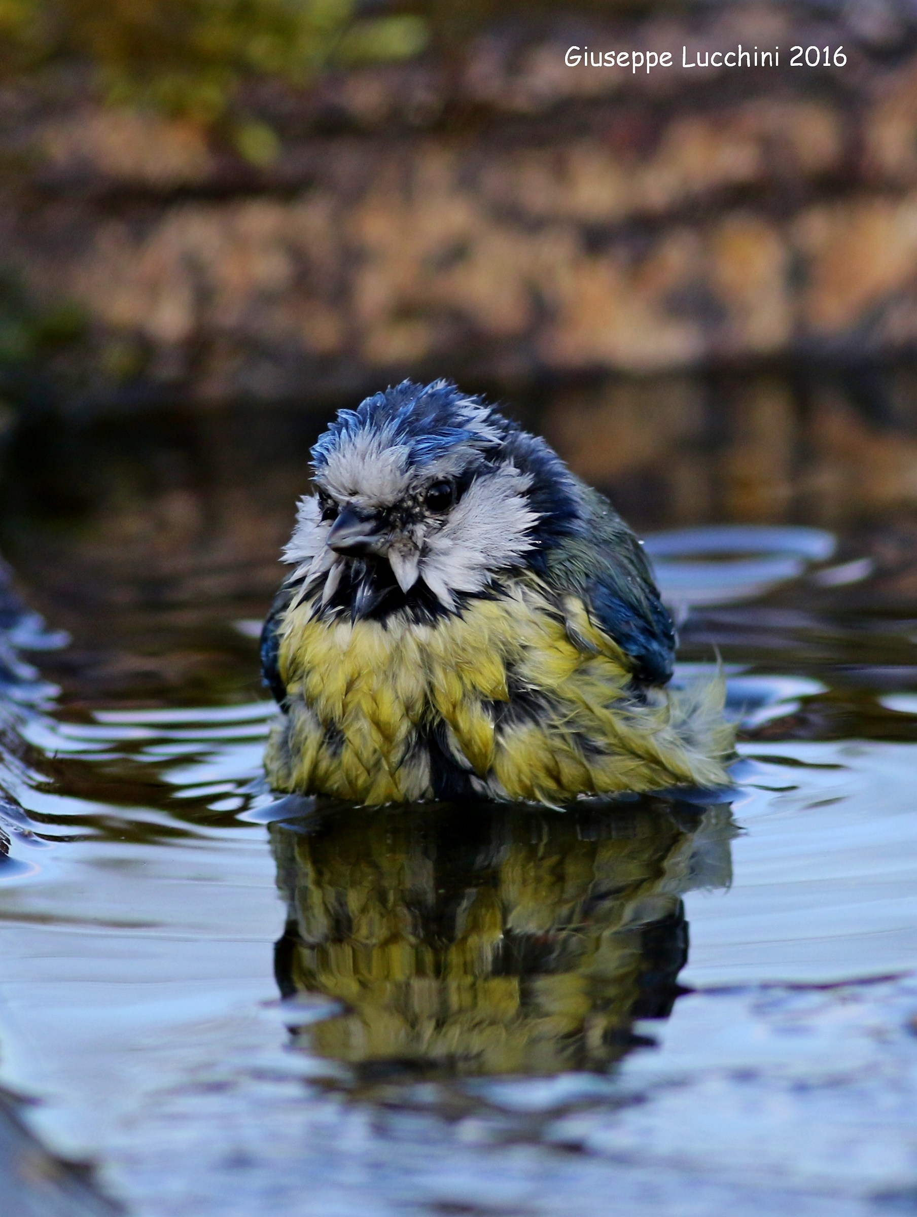 Cinciarella al bagno