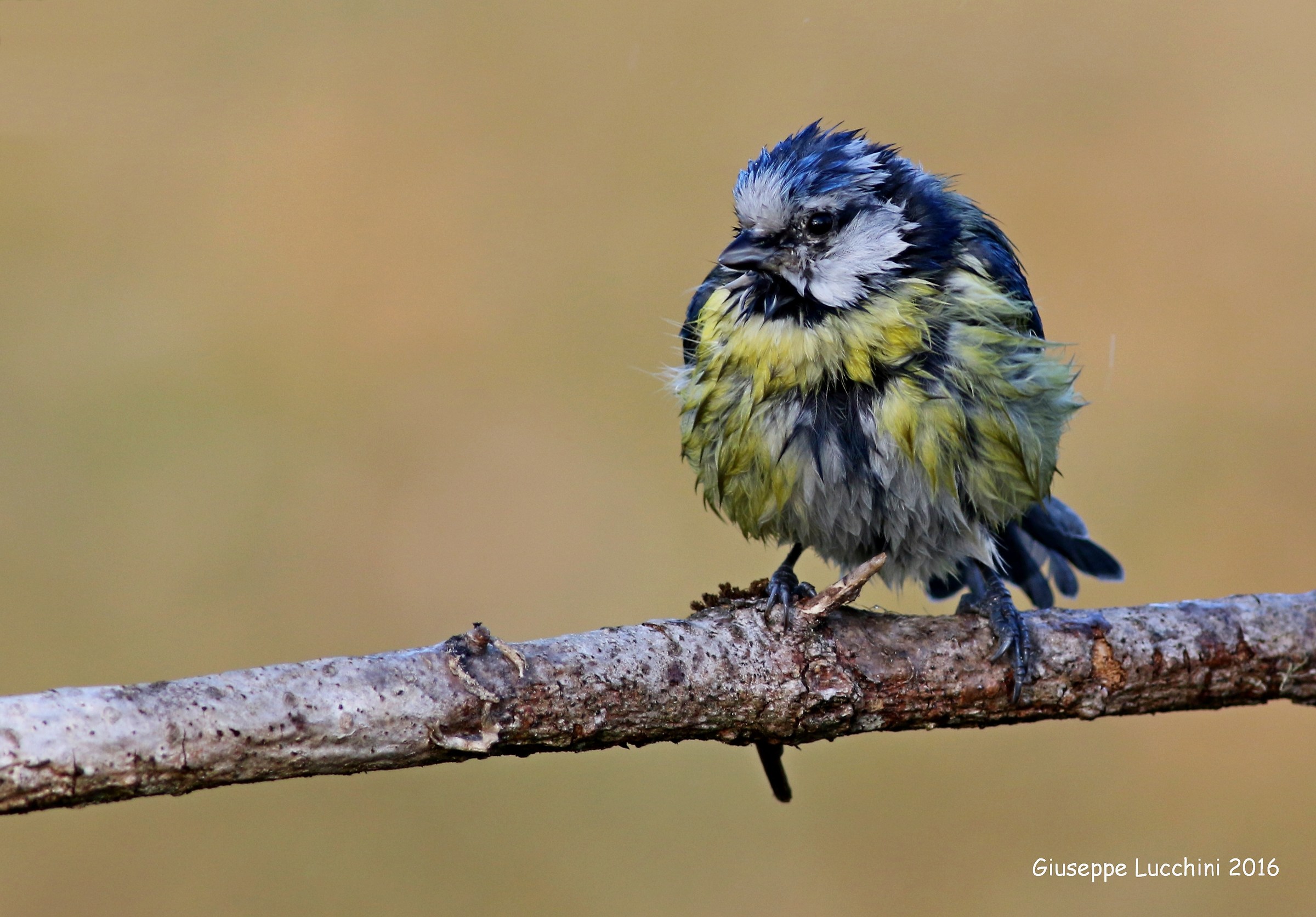 Ed ora una bella asciugata!!!