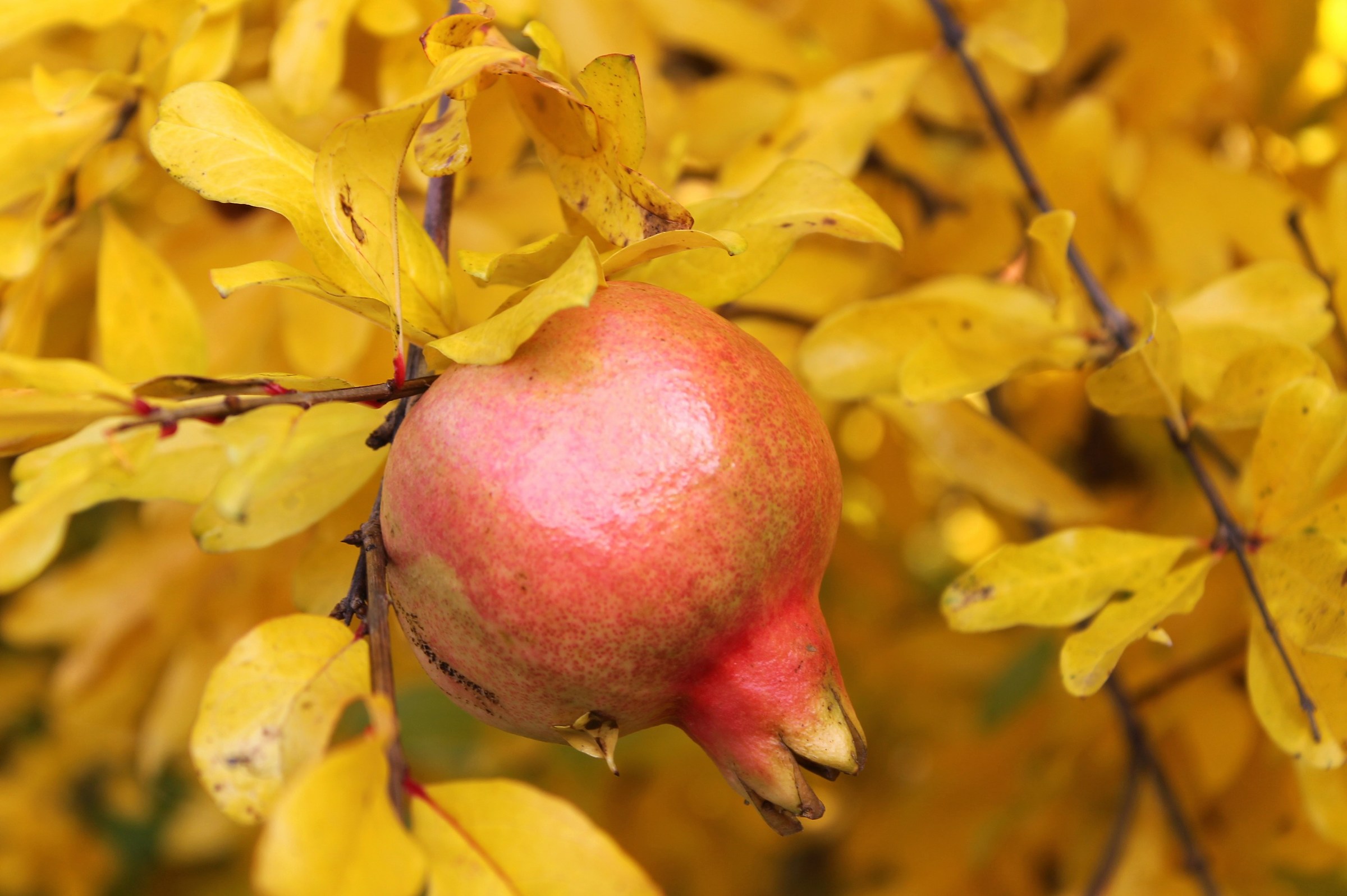 Il tempo delle melegrane
