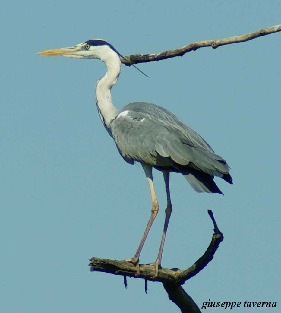 Grey Heron