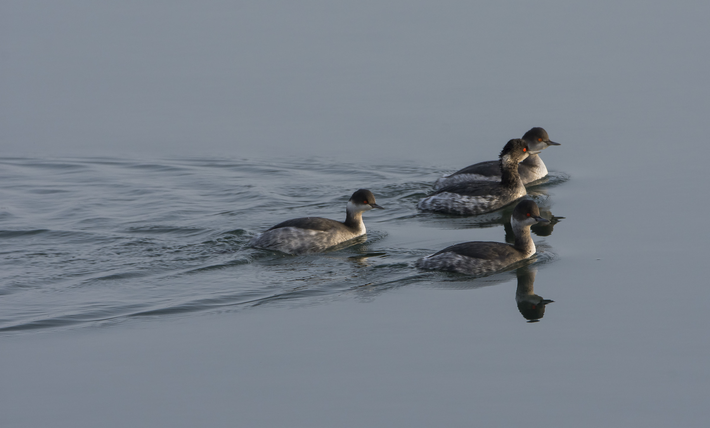 grebes Minor