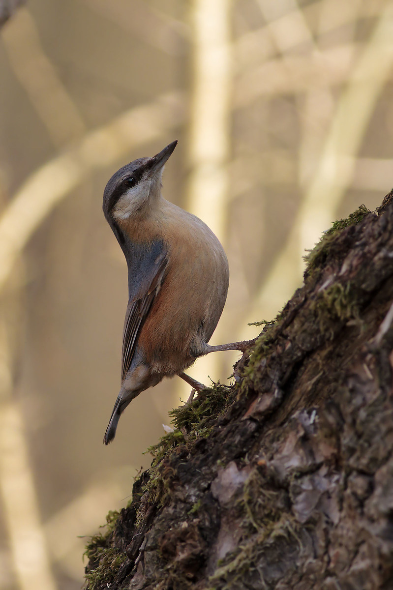 Nuthatch