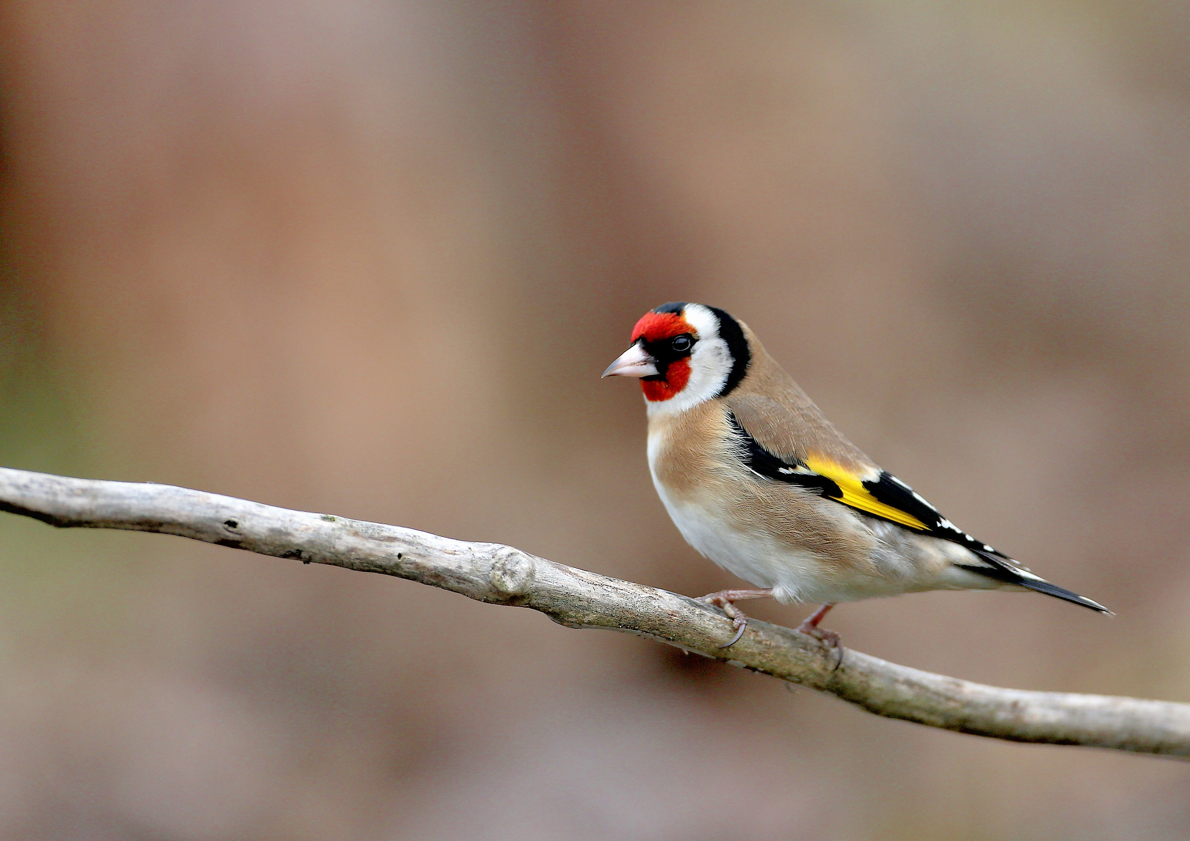 Goldfinch (Carduelis carduelis)