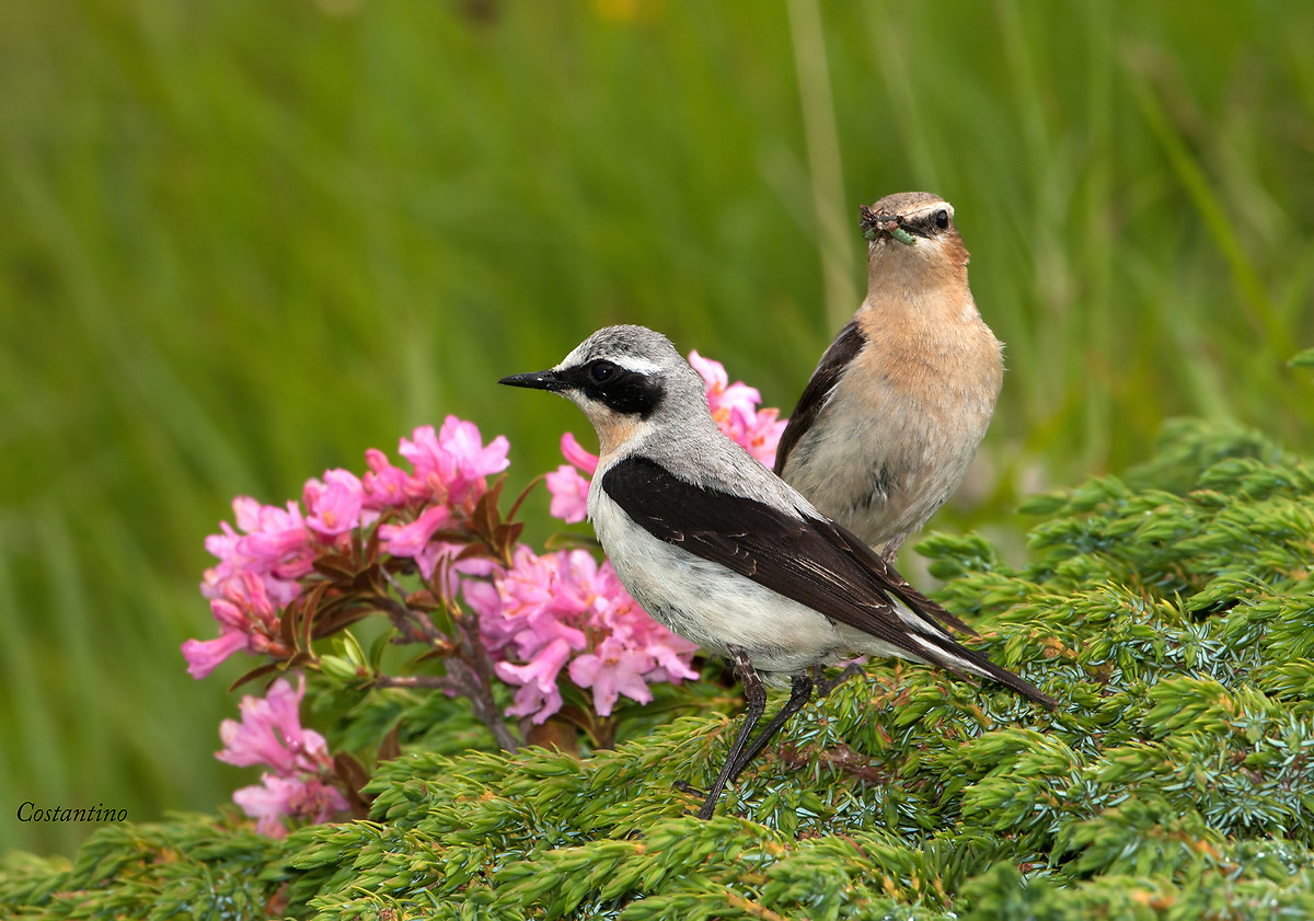 Wheatear (Oenanthe oenanthe)